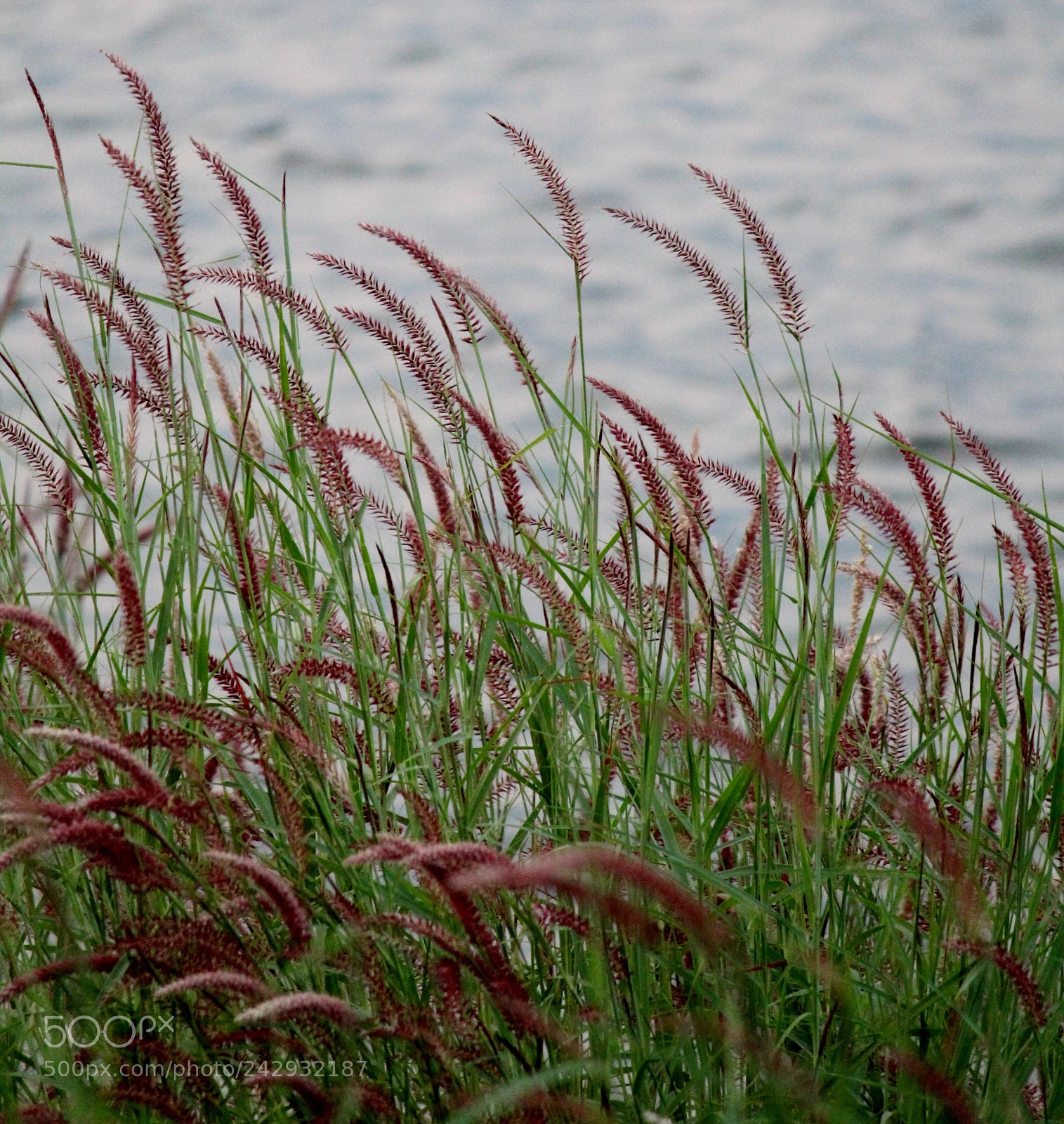 Canon EOS 1300D (EOS Rebel T6 / EOS Kiss X80) sample photo. Nature photography photography
