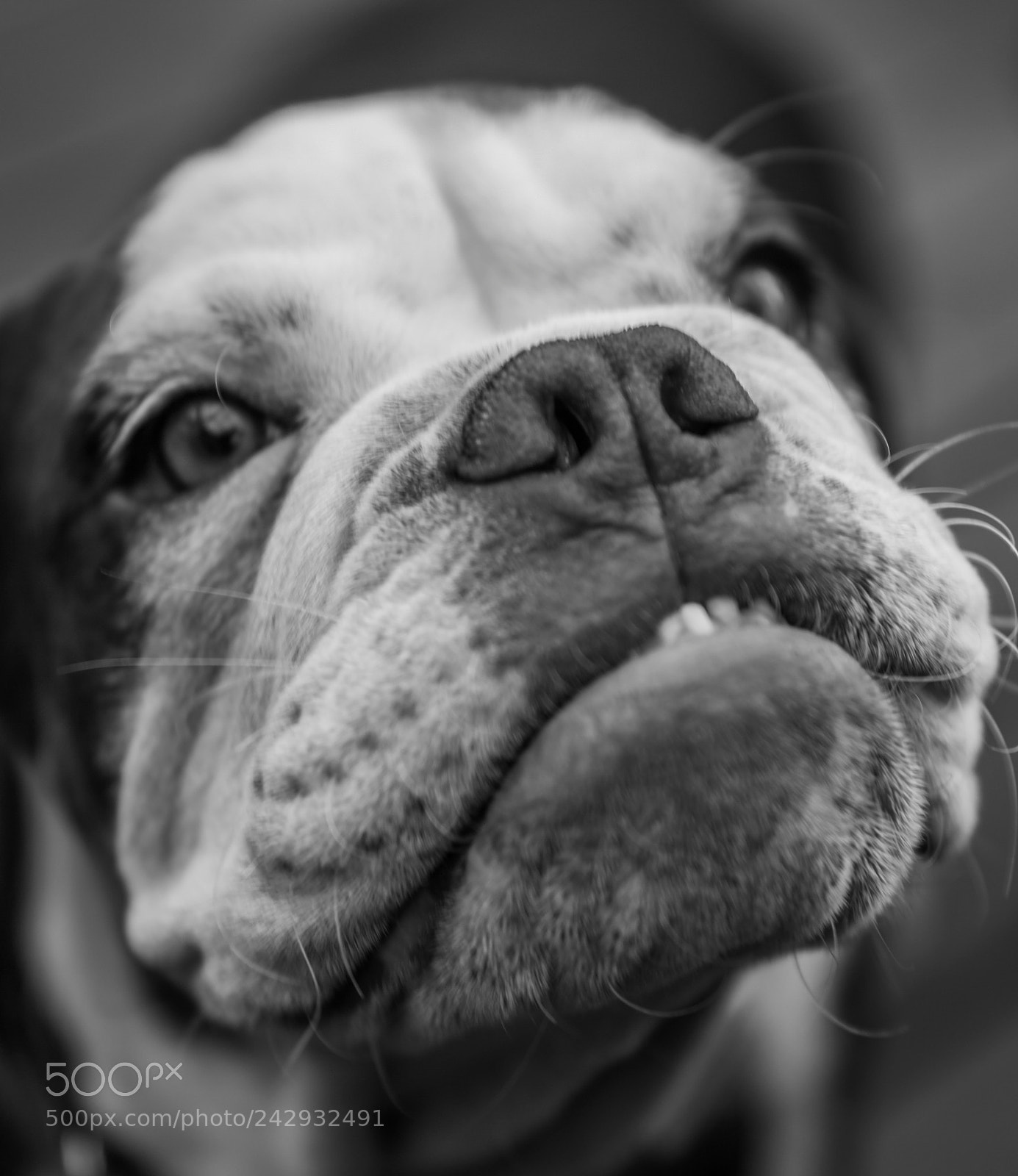 Canon EOS-1D X sample photo. Ruff 'n' tuff or photography