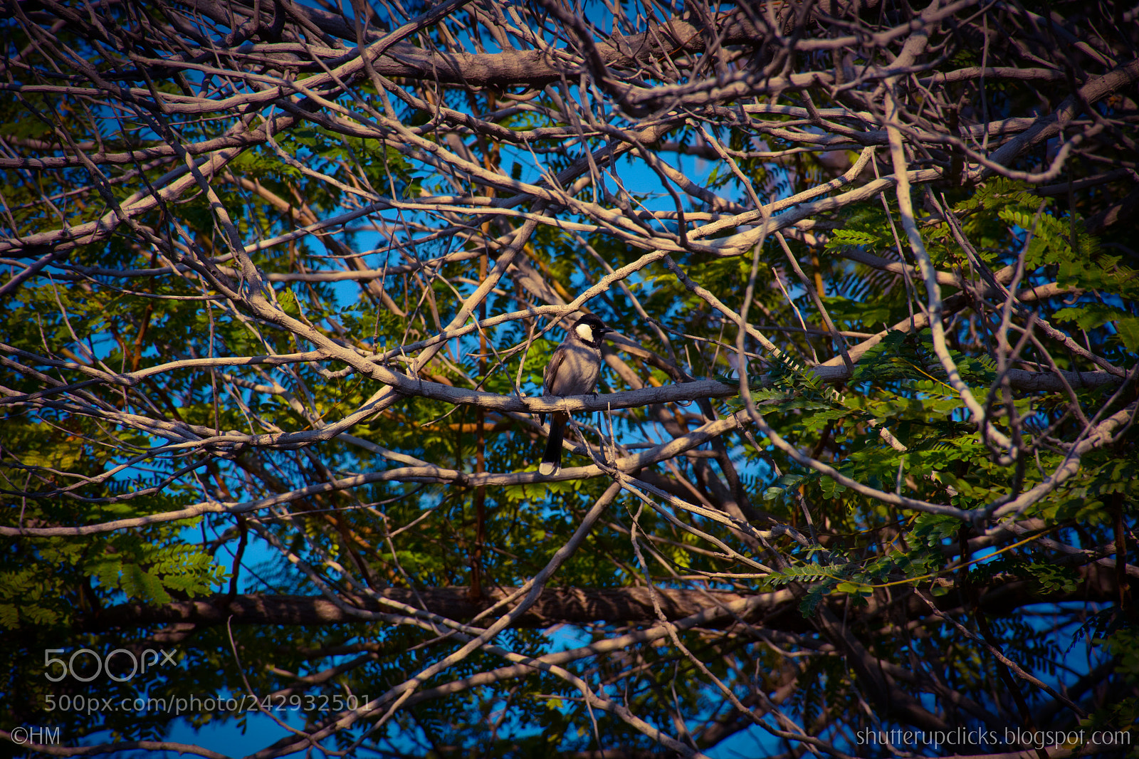 Nikon D500 sample photo. Untitled photography