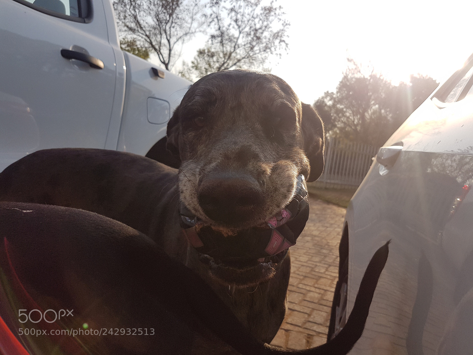 Samsung Galaxy S7 Edge sample photo. My smiling dog photography
