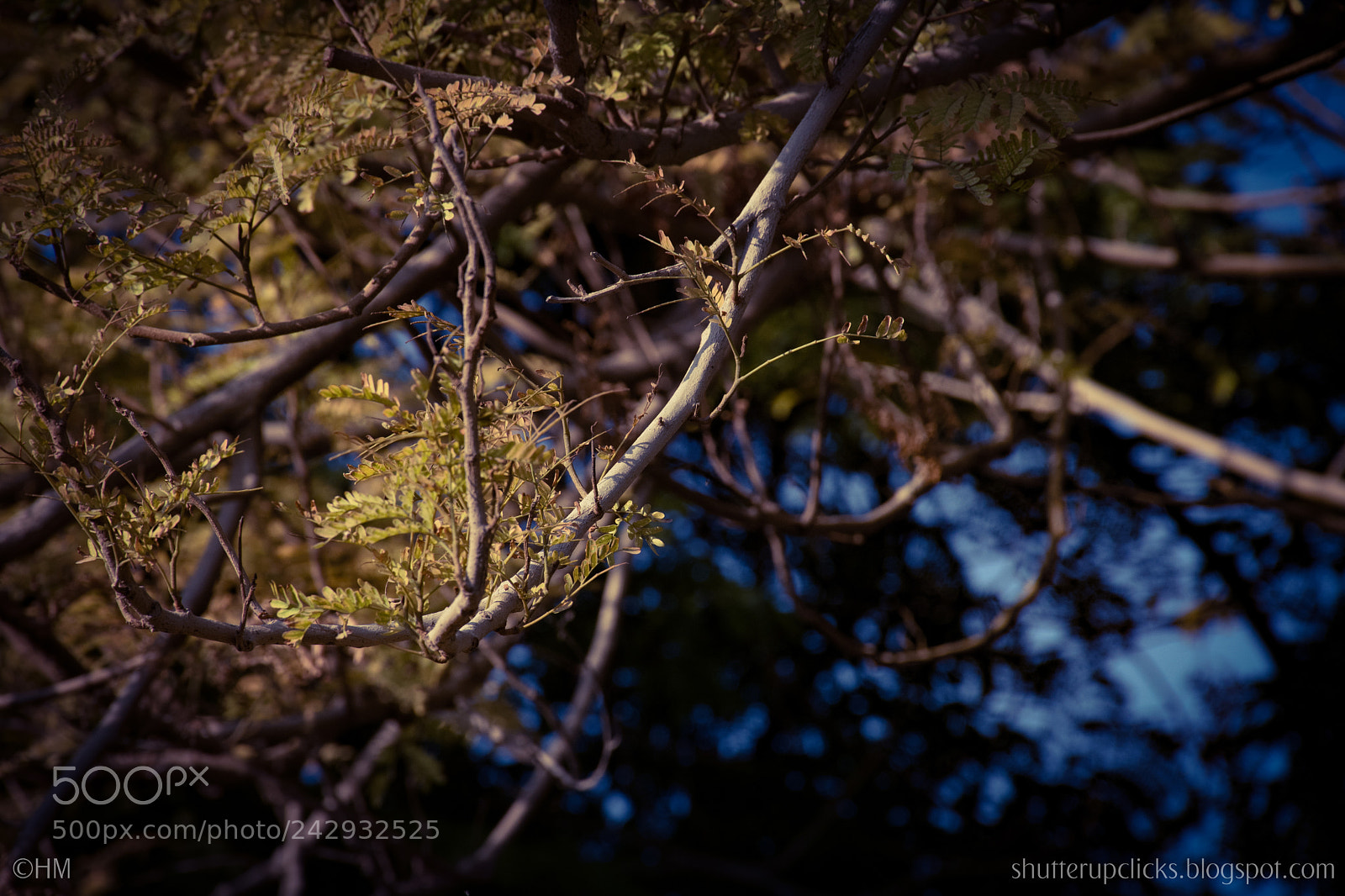 Nikon D500 sample photo. Untitled photography