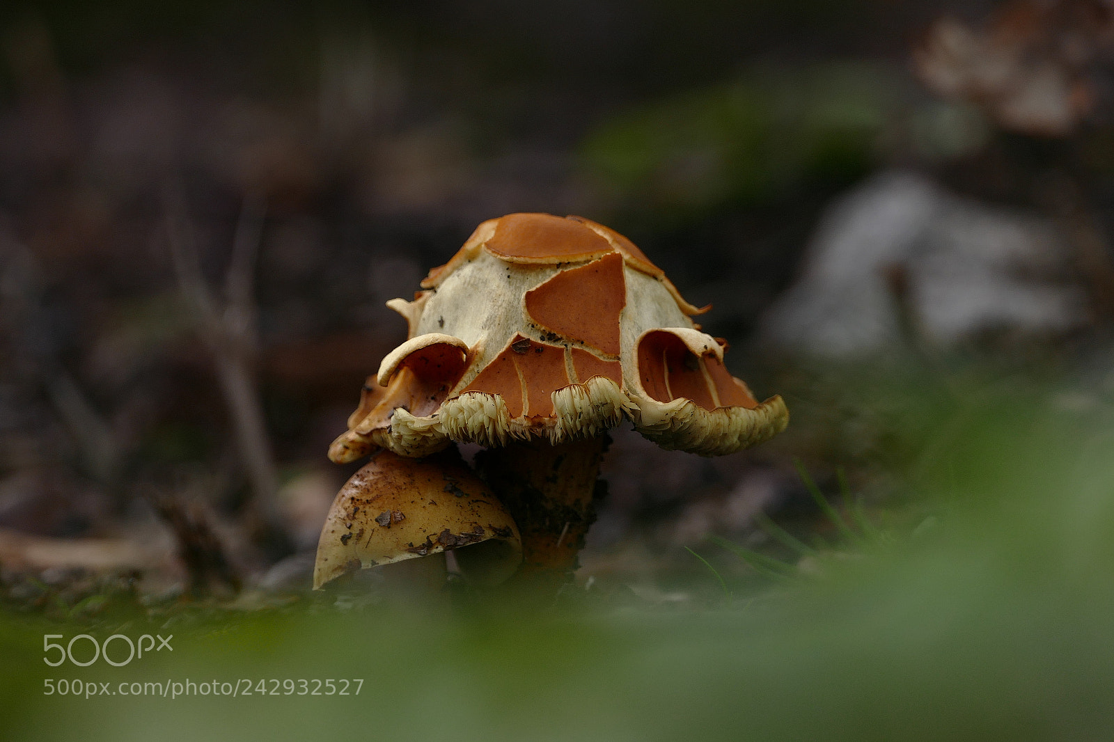 Panasonic Lumix DMC-FZ1000 sample photo. Mushroom... photography