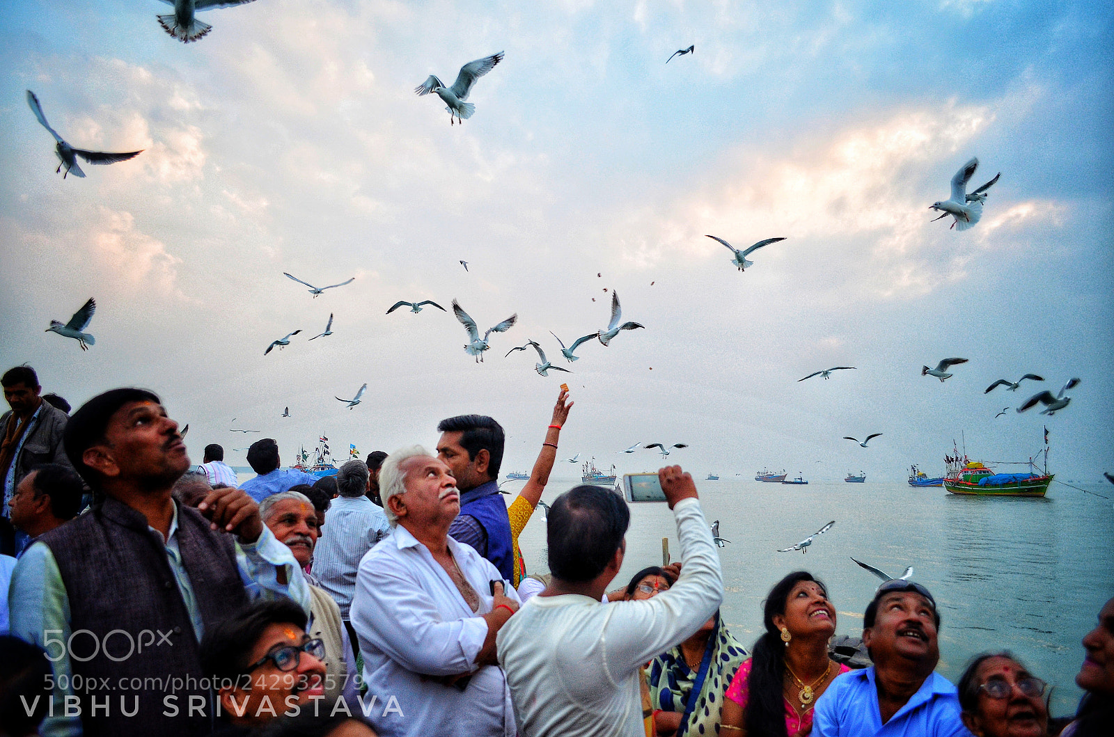 Nikon D5100 sample photo. Seagull - looking for photography