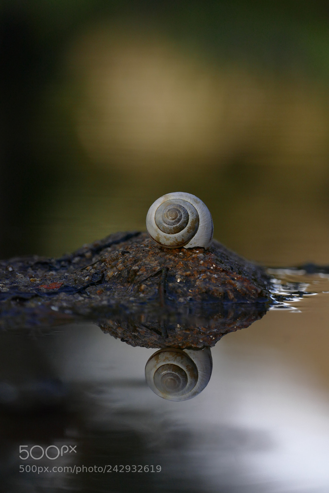 Panasonic Lumix DMC-FZ1000 sample photo. Snail photography