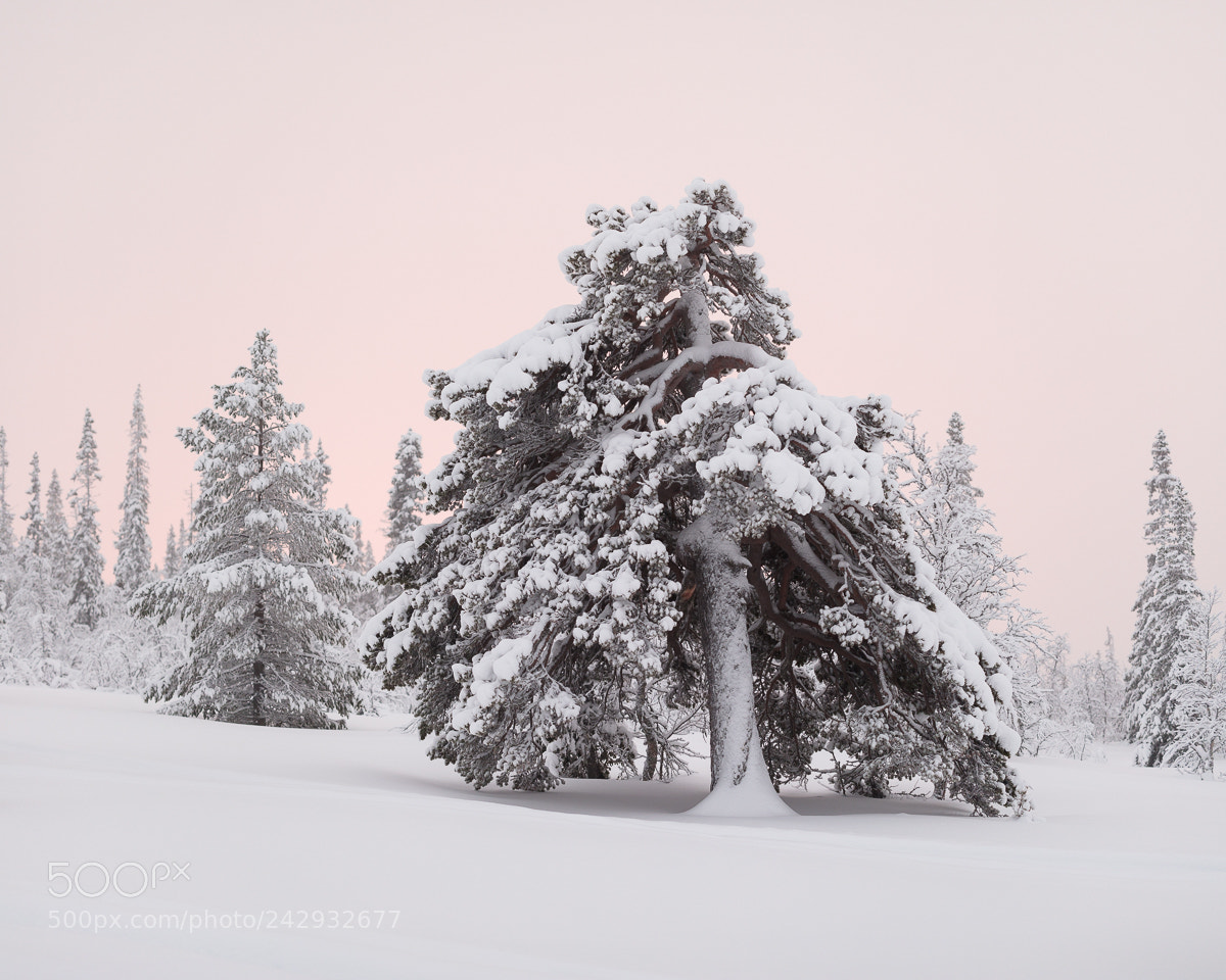 Canon EOS 5DS R sample photo. Drevfjället iv photography