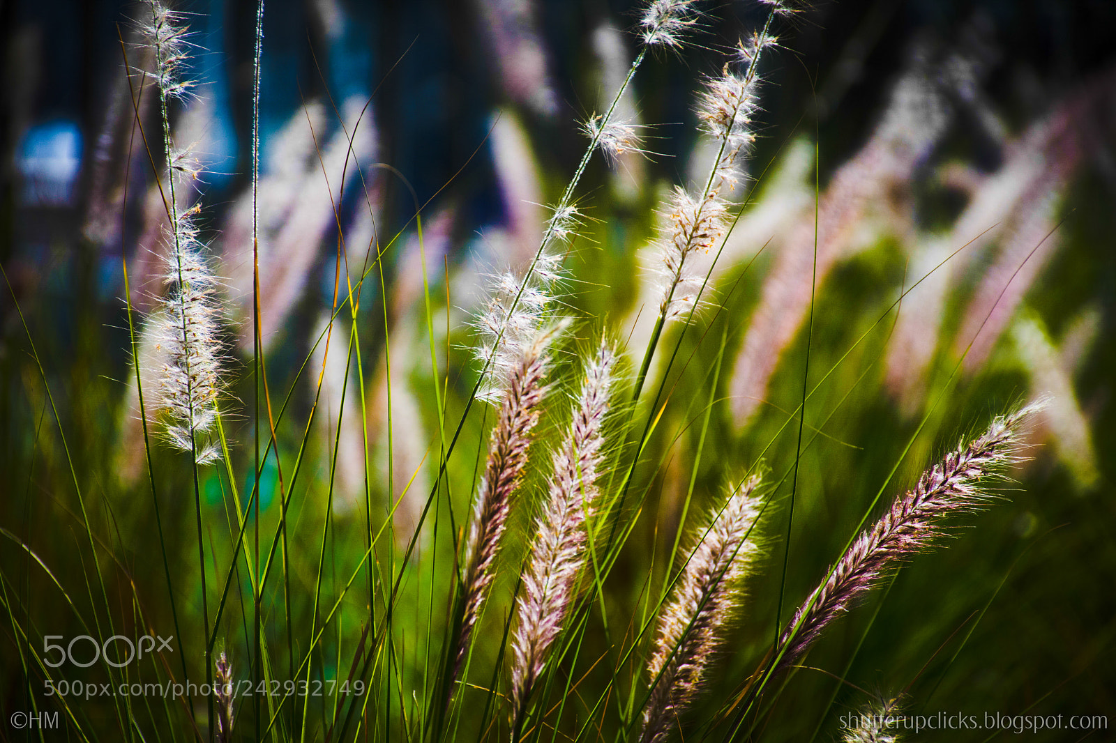 Nikon D500 sample photo. Untitled photography