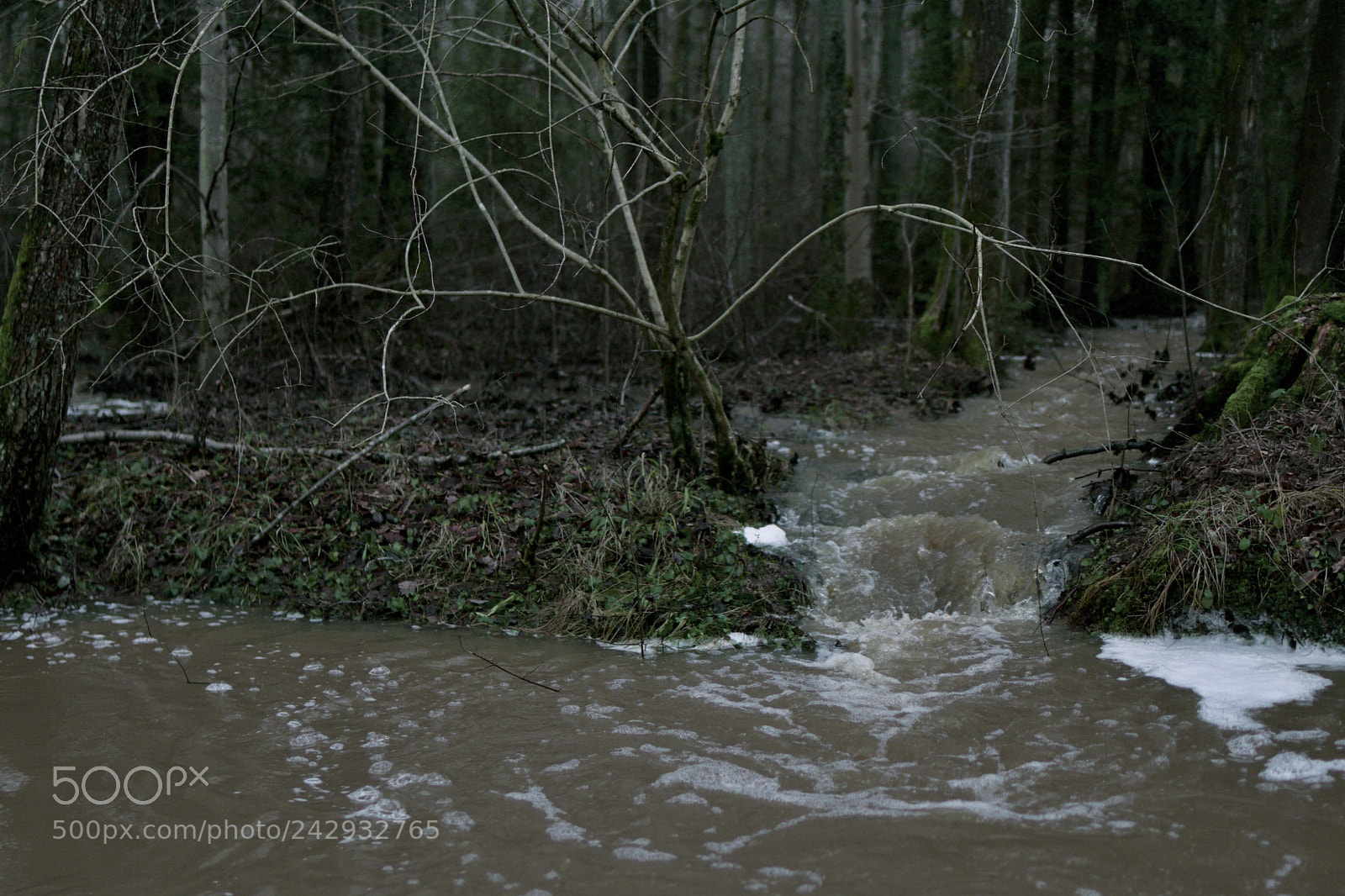 Nikon D7500 sample photo. Bleak waterish woods photography