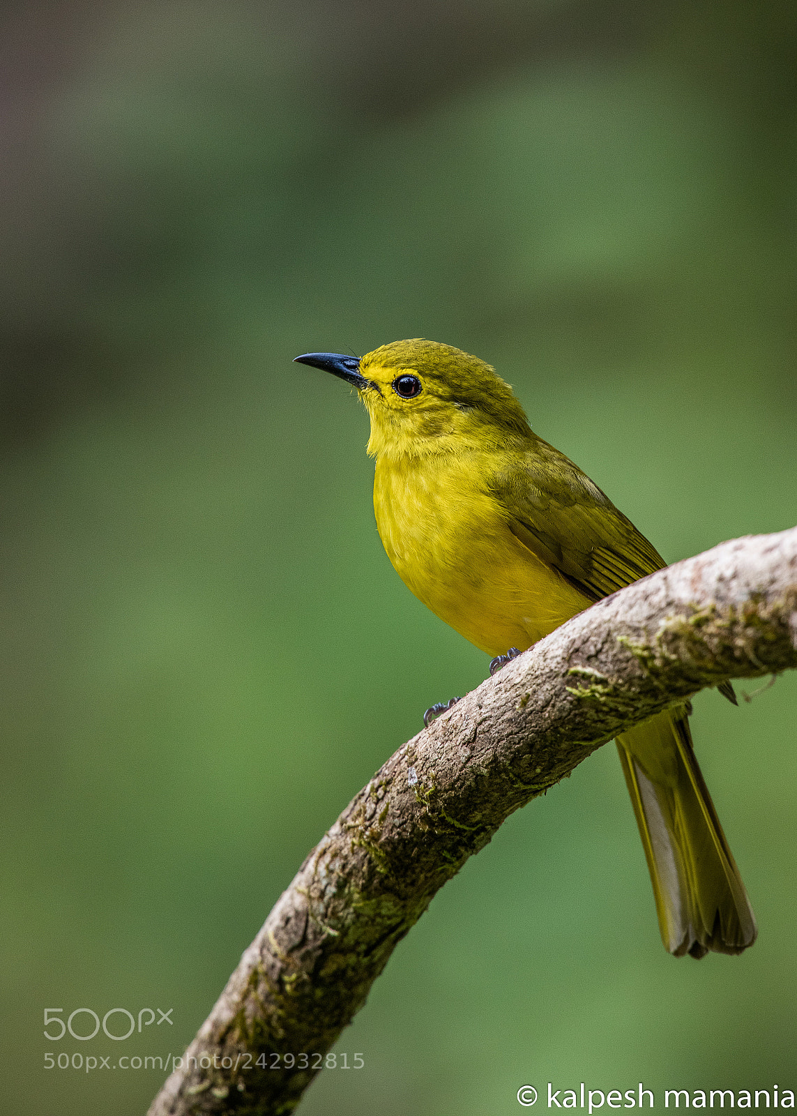 Canon EOS 5DS R sample photo. Yellow browed bulbul.  photography