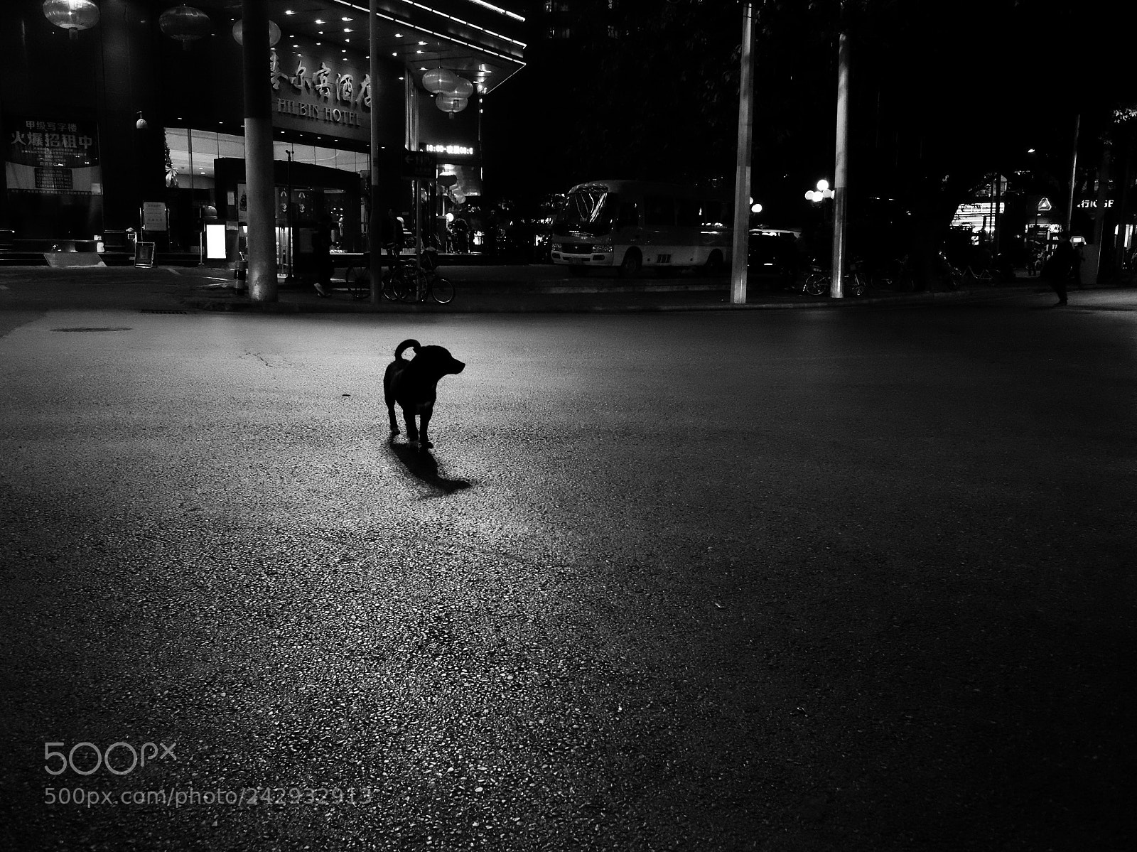 Fujifilm X70 sample photo. 路中的狗 photography