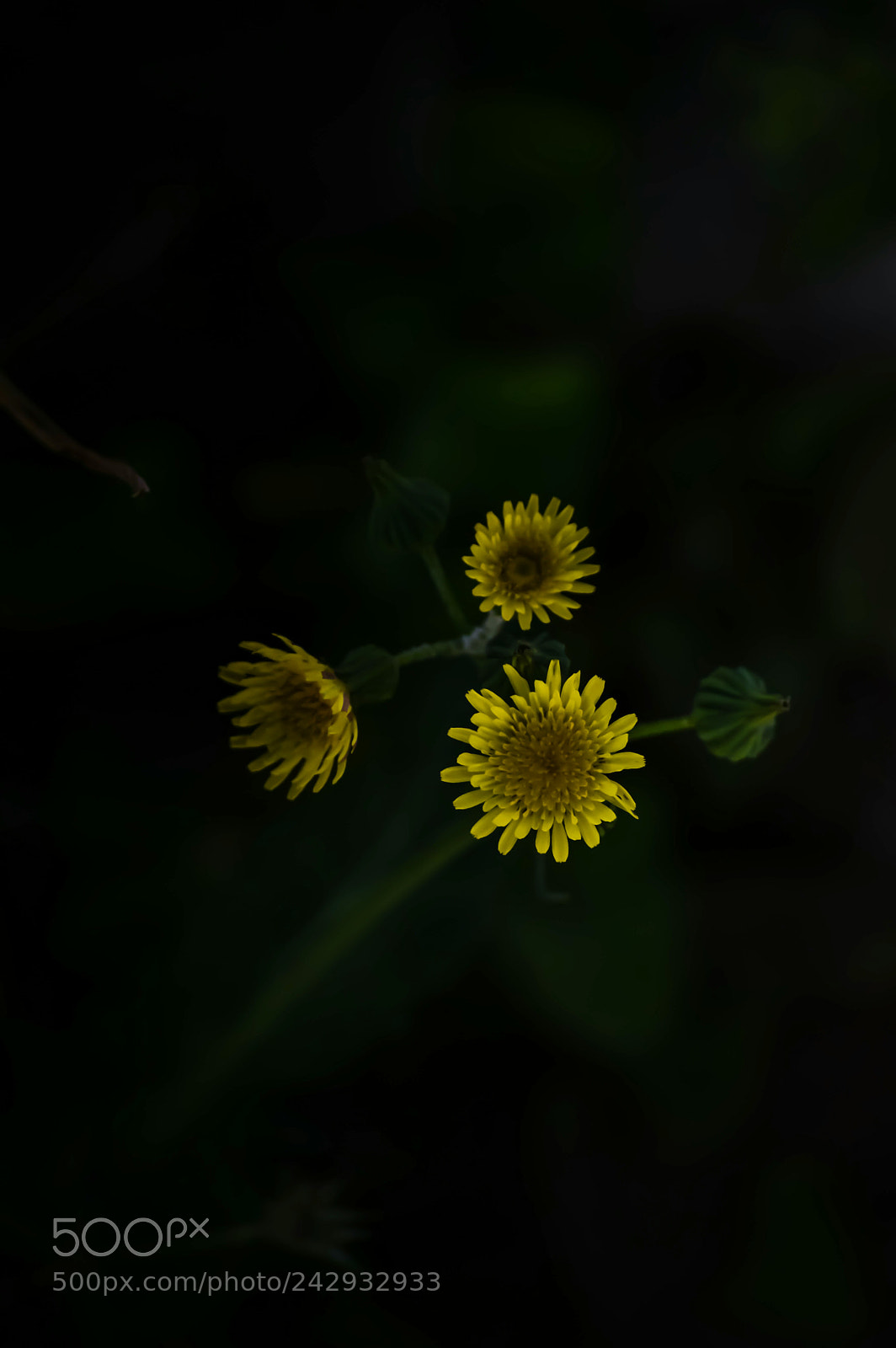 Nikon D3200 sample photo. Flora photography