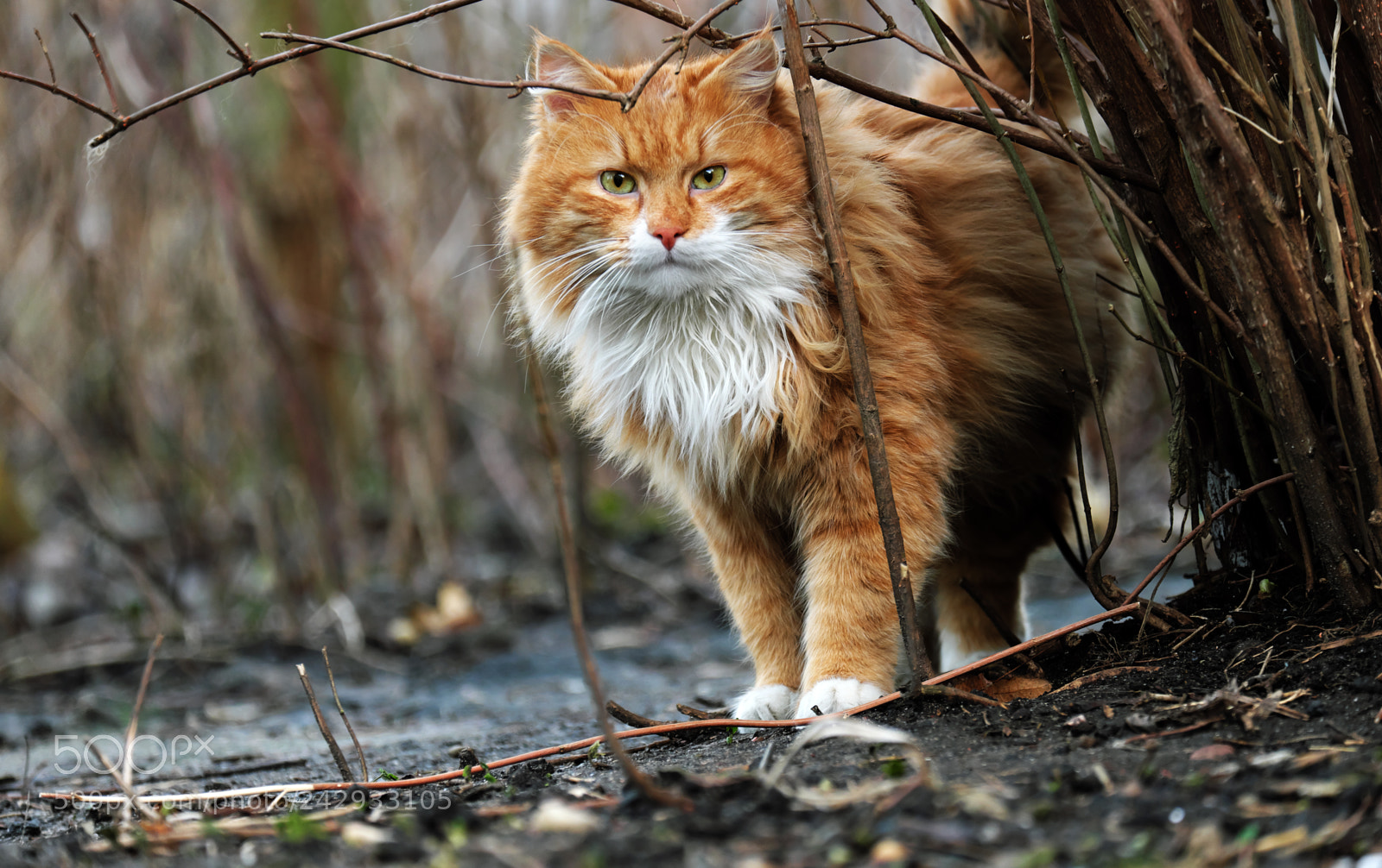 Fujifilm X-T20 sample photo. Red cat close-up photography