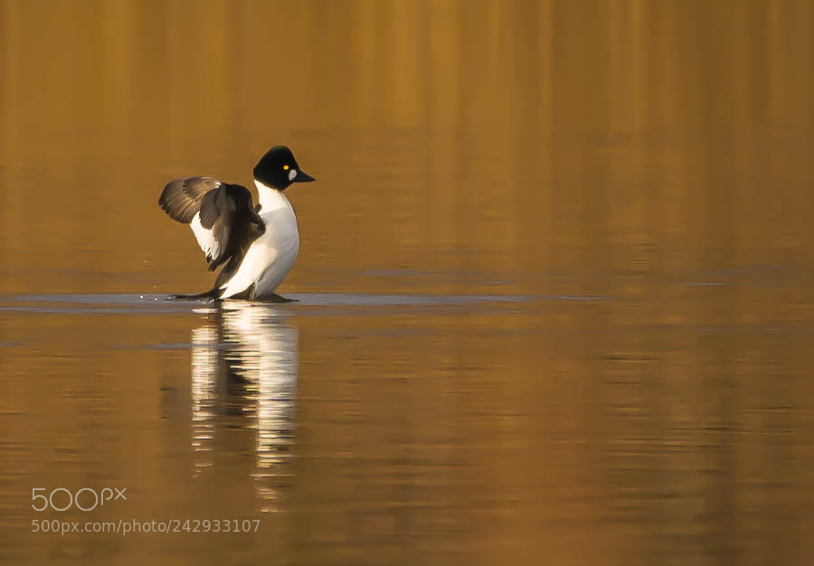 Nikon D7100 sample photo. Goldeneye. photography