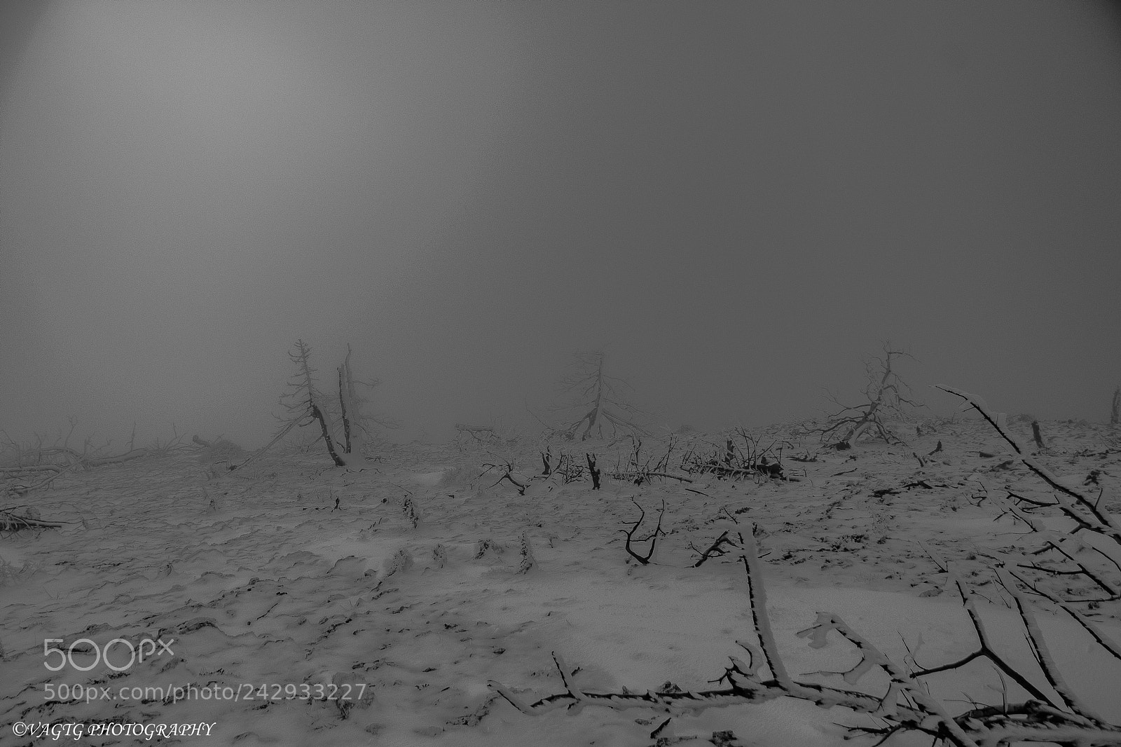 Nikon D3400 sample photo. The burnt forest of photography