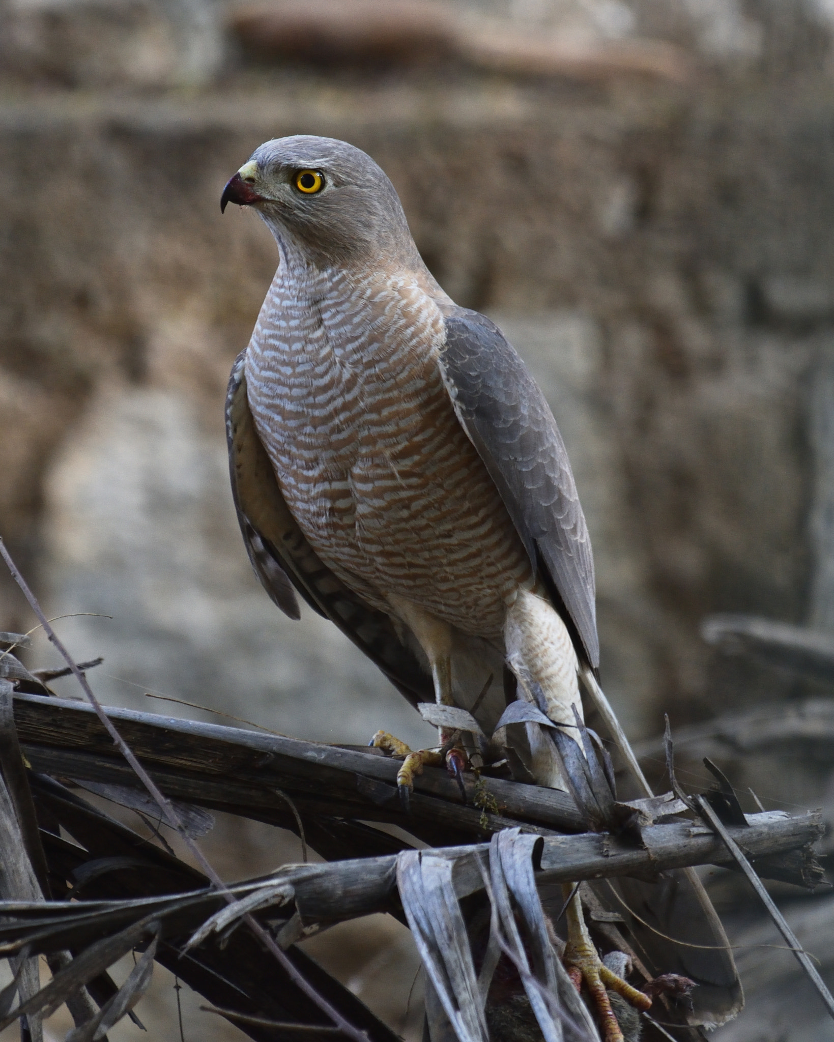 Nikon AF-S Nikkor 200-500mm F5.6E ED VR sample photo. A shikra photography