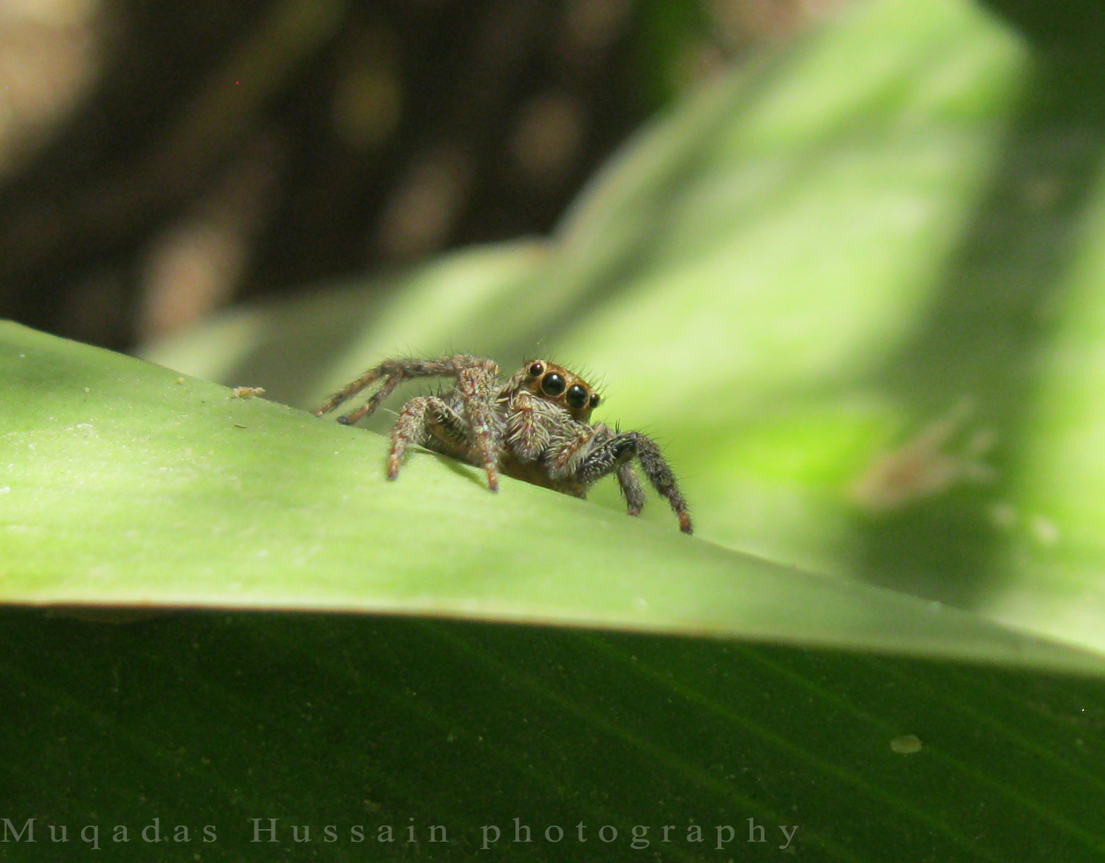 Canon PowerShot A3100 IS sample photo. Jumping spider photography