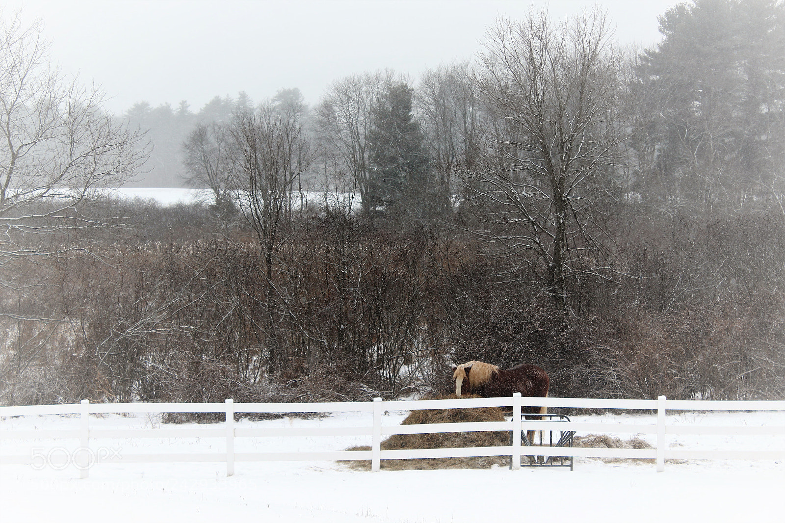 Canon EOS 1200D (EOS Rebel T5 / EOS Kiss X70 / EOS Hi) sample photo. Burgundy brook horse photography