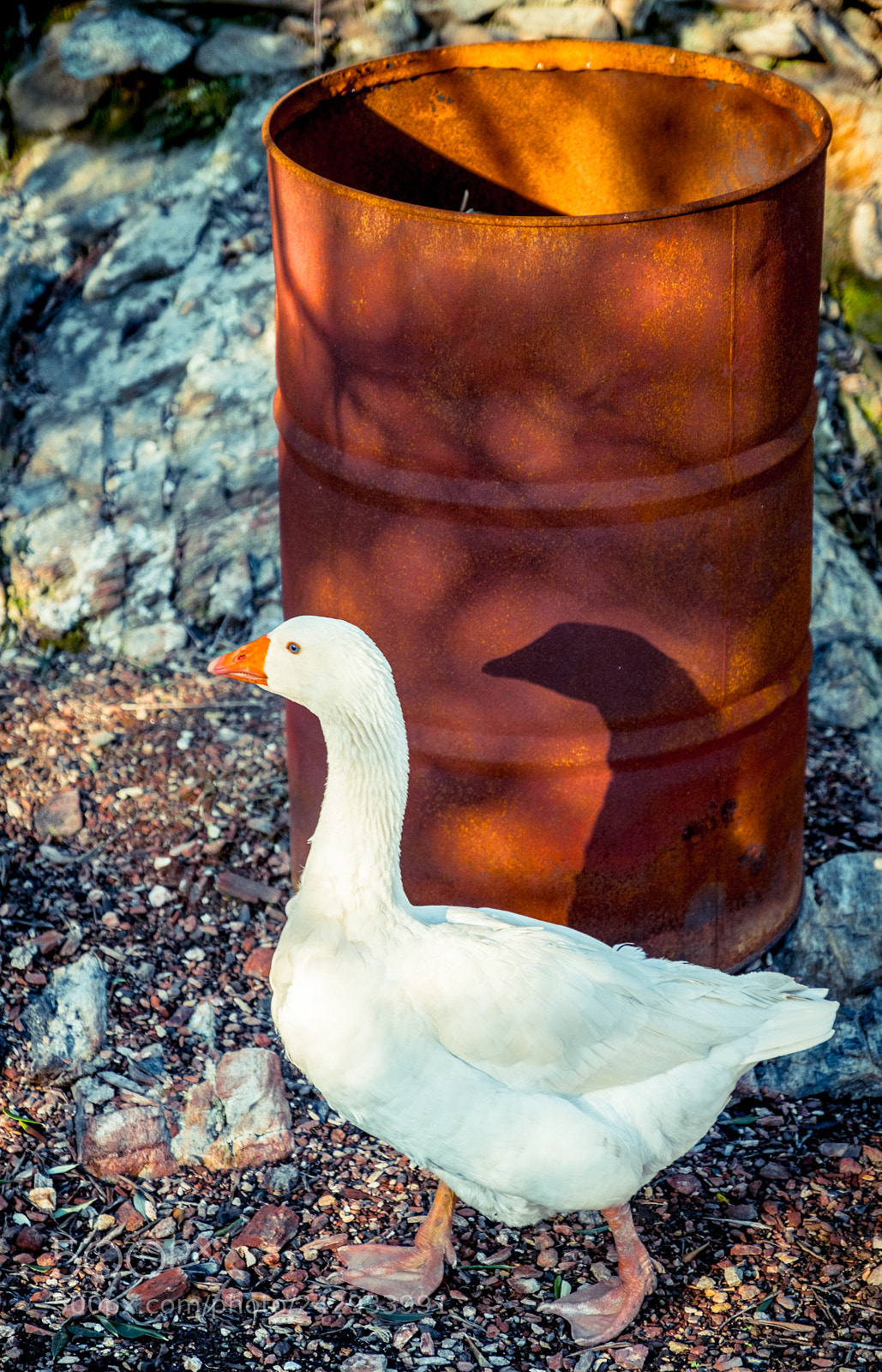Fujifilm X-T2 sample photo. Duck shadow photography