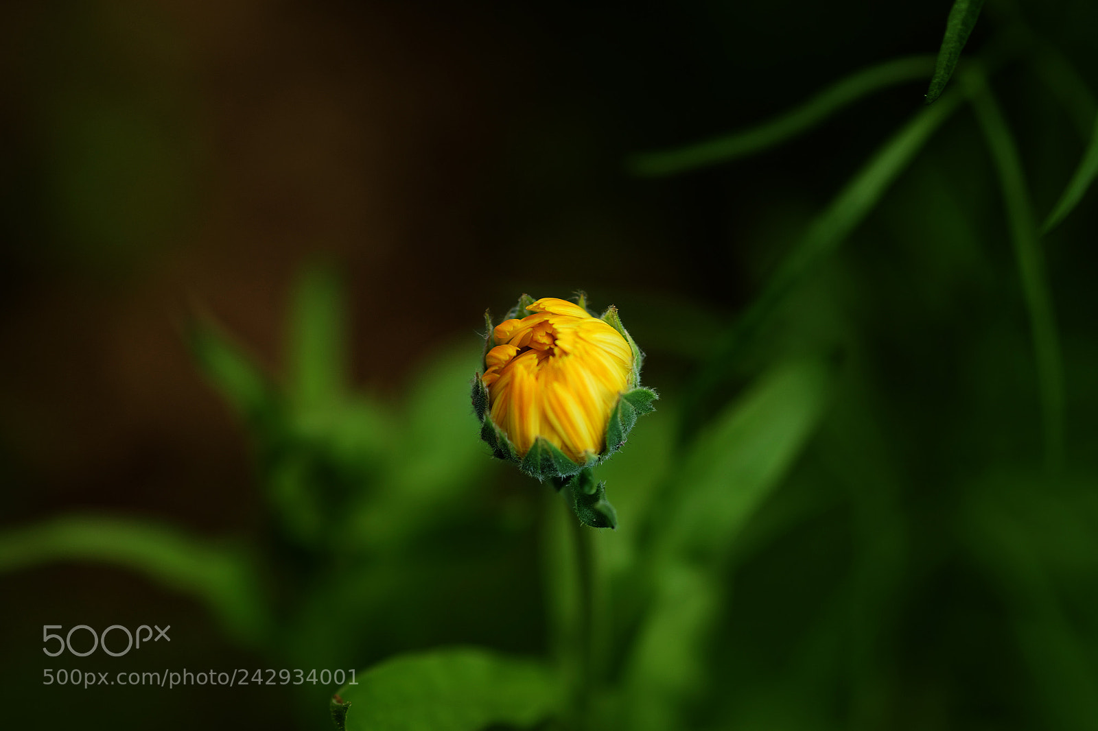 Fujifilm X-T1 sample photo. Wildflower photography