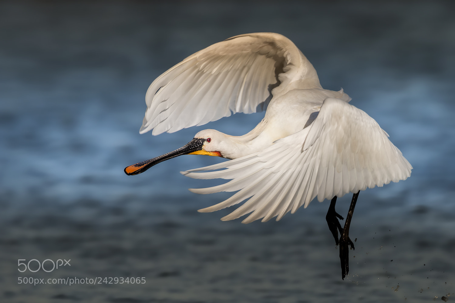 Canon EOS-1D X sample photo. Eurasian spoonbill photography