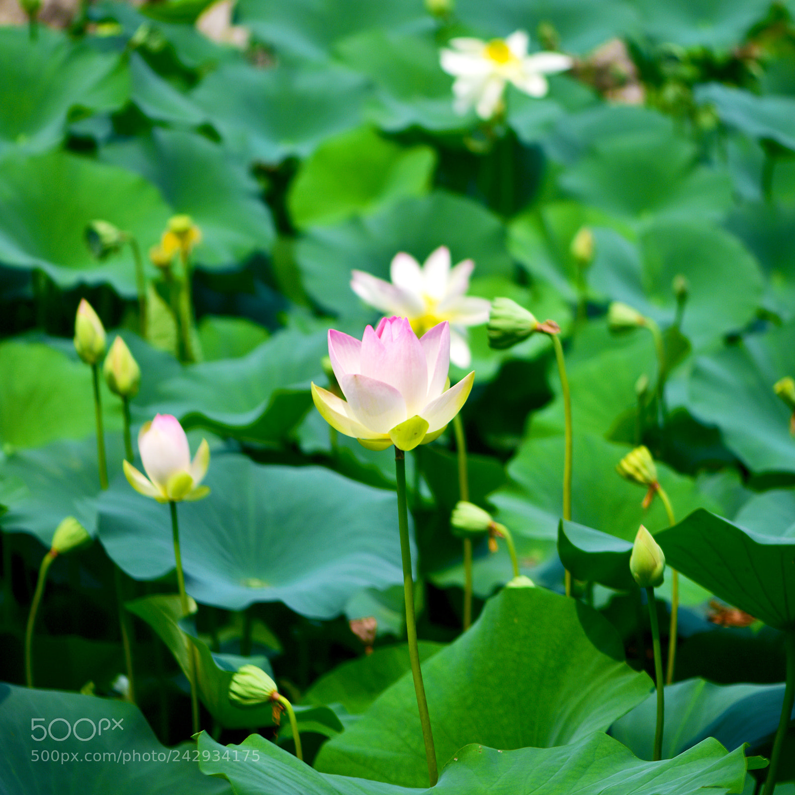 Nikon D810 sample photo. 荷 photography