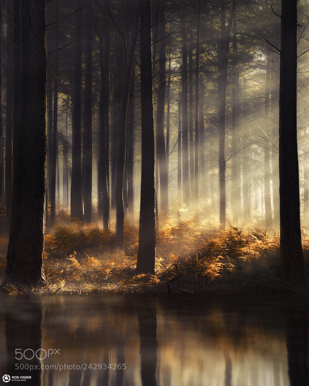 Nikon D5100 sample photo. Goldstream photography