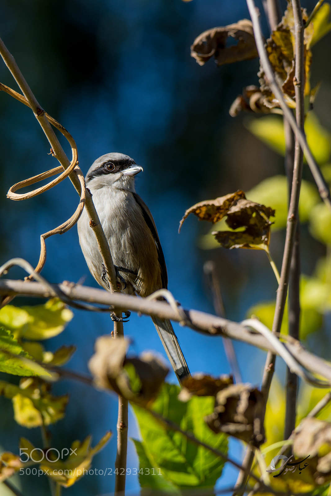 Nikon D7100 sample photo. Long tailed shrike photography