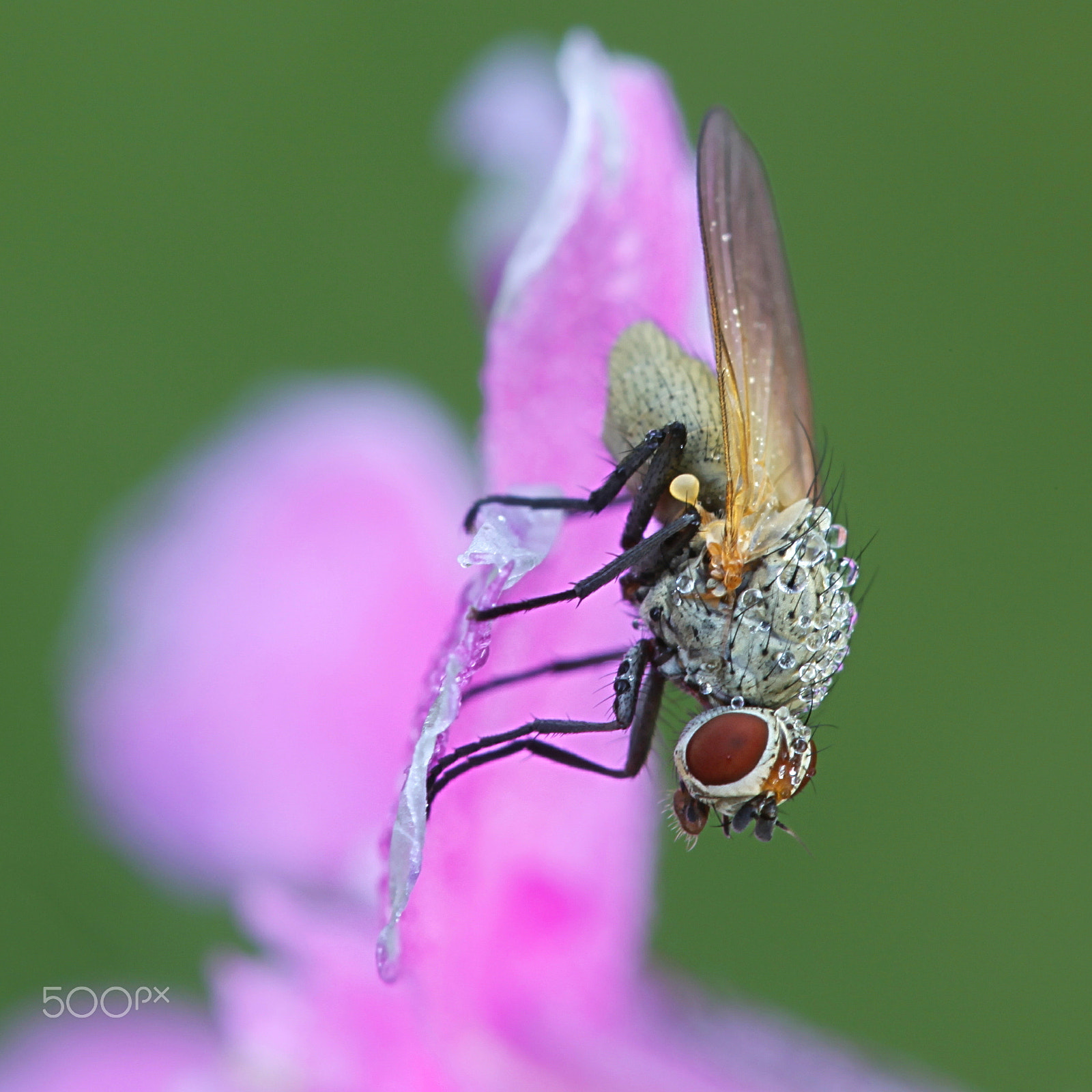 Canon EF 100mm F2.8L Macro IS USM sample photo. Root-maggot fly posing on red campion photography