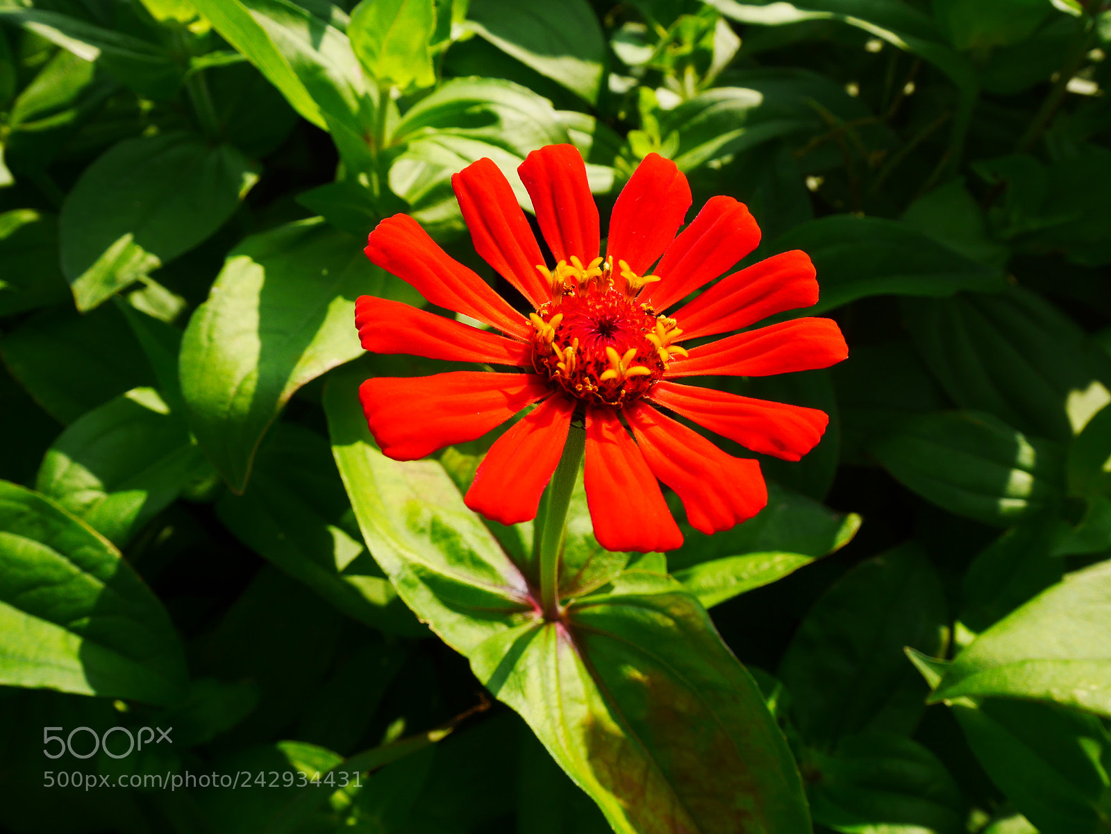 Panasonic Lumix DMC-GF7 sample photo. The perfect red photography