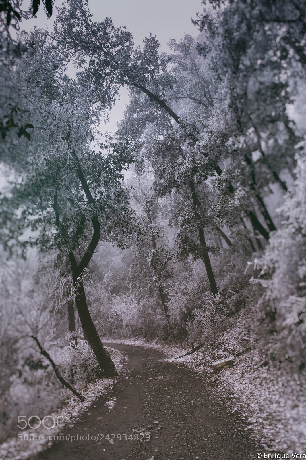 Fujifilm X-Pro2 sample photo. A forest photography
