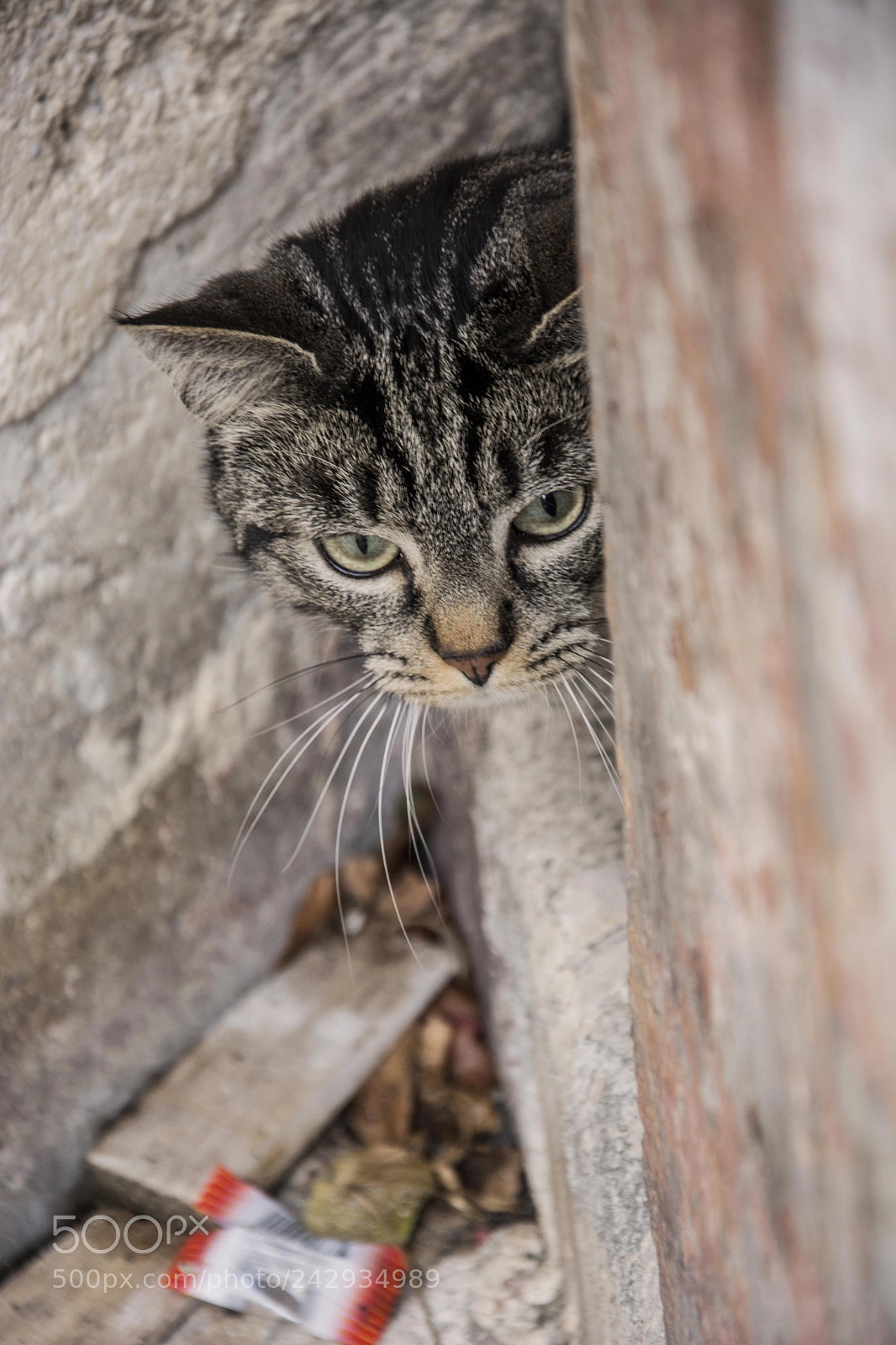 Nikon D7100 sample photo. One cat.. photography