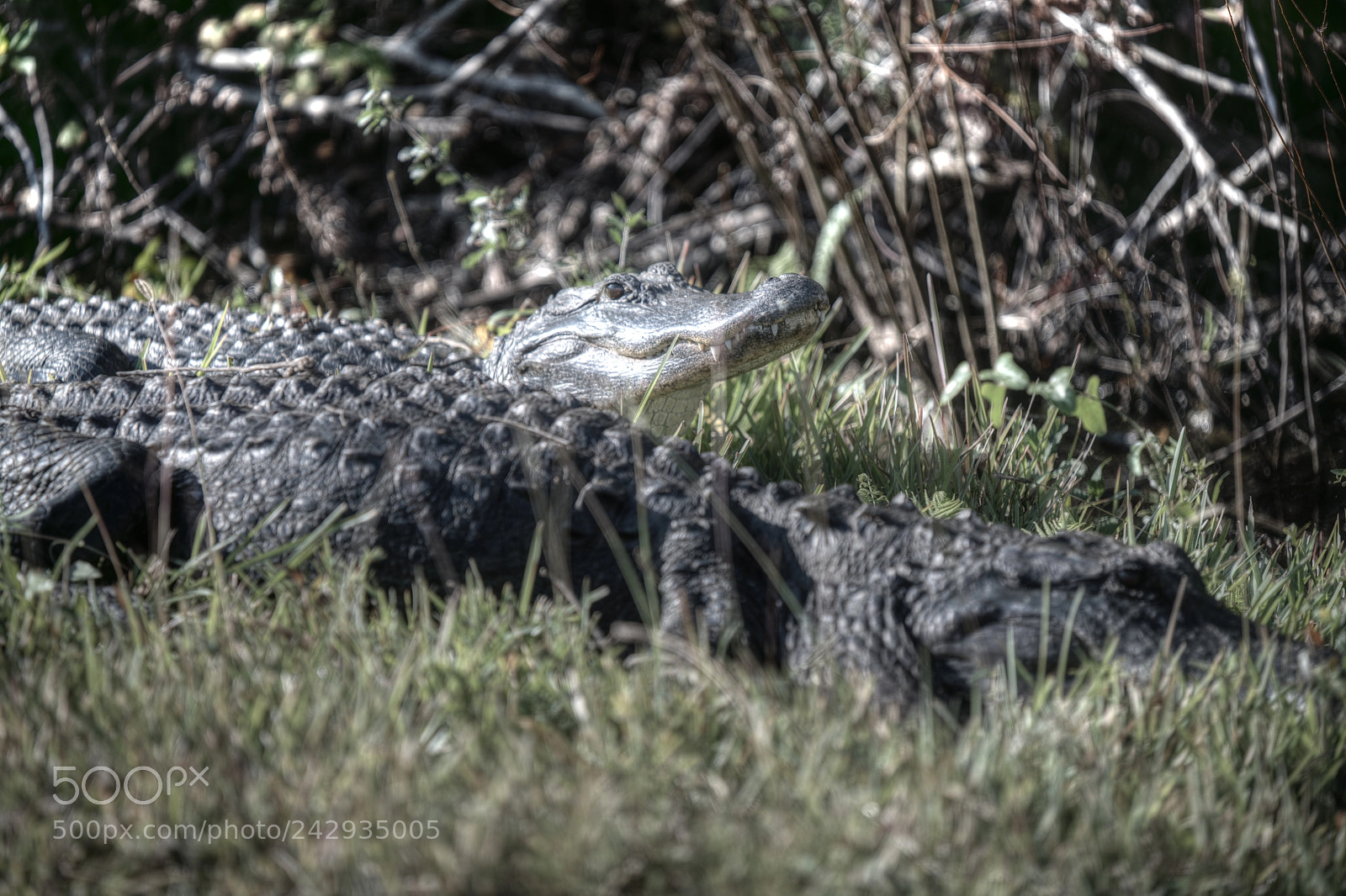 Nikon D850 sample photo. Quo vadis? photography