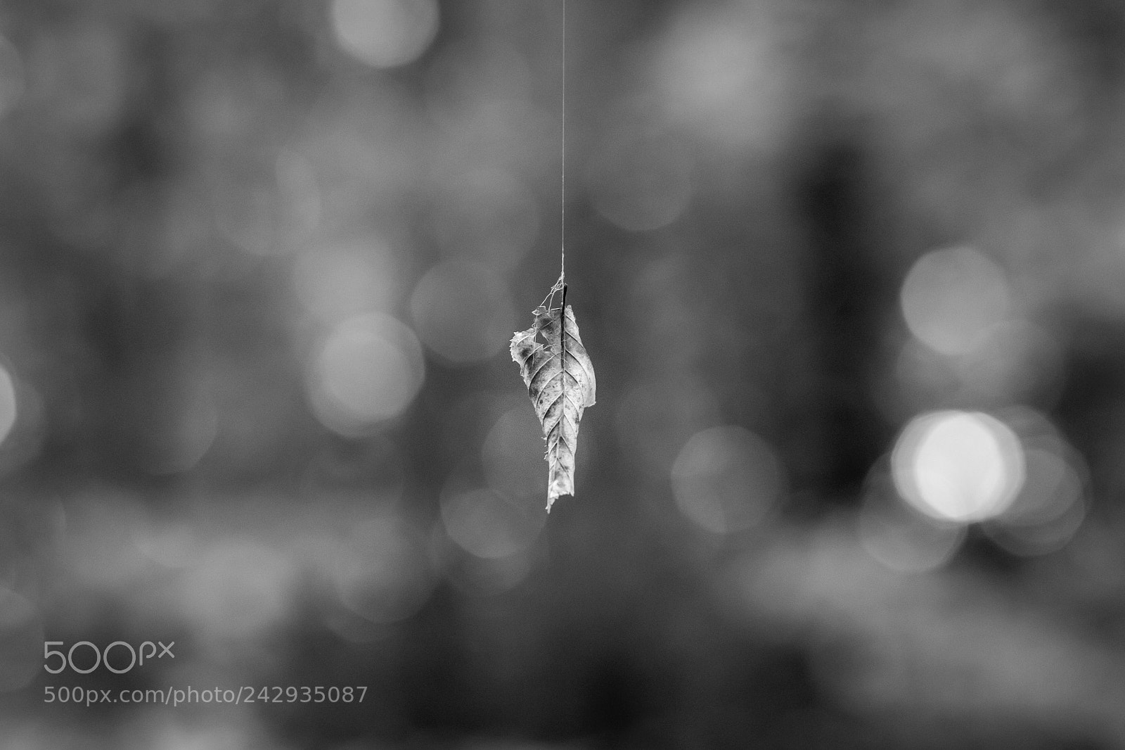 Canon EOS 6D Mark II sample photo. Last leaf trapped photography