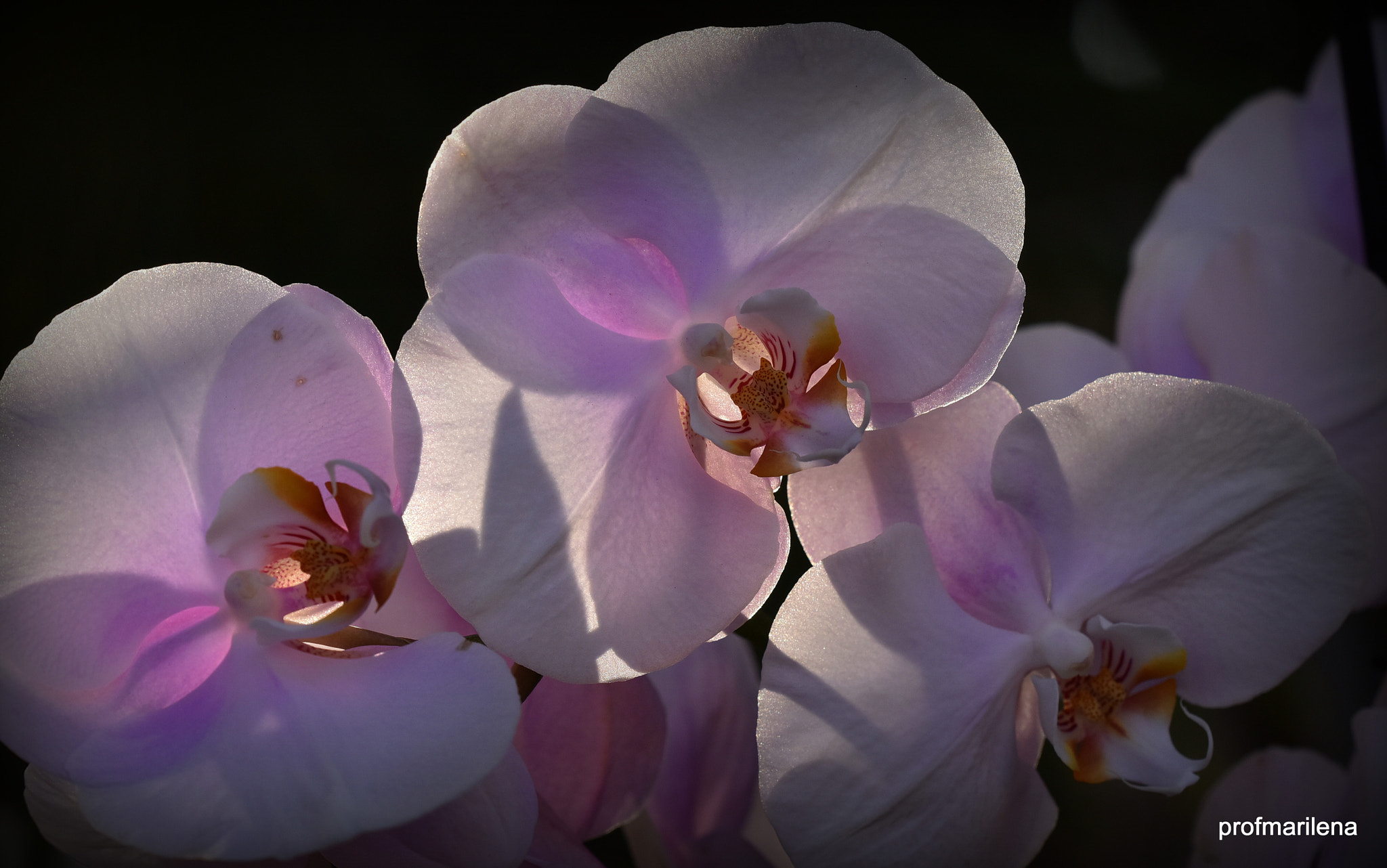 Sigma 150mm F2.8 EX DG OS Macro HSM sample photo. Gentle orchid photography