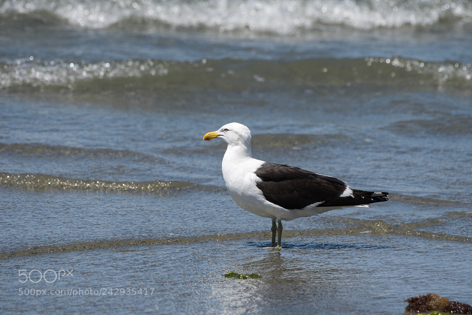 Nikon D500 sample photo. Black-backed gull photography