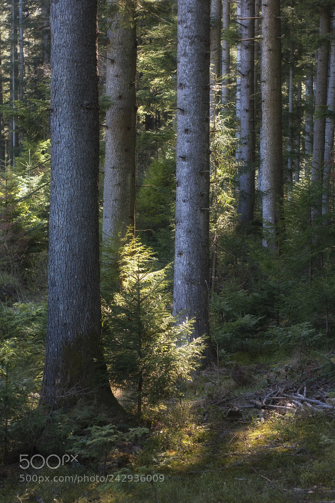 Canon EOS 400D (EOS Digital Rebel XTi / EOS Kiss Digital X) sample photo. Forest... photography