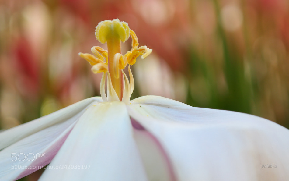 Samsung NX30 sample photo. ... photography