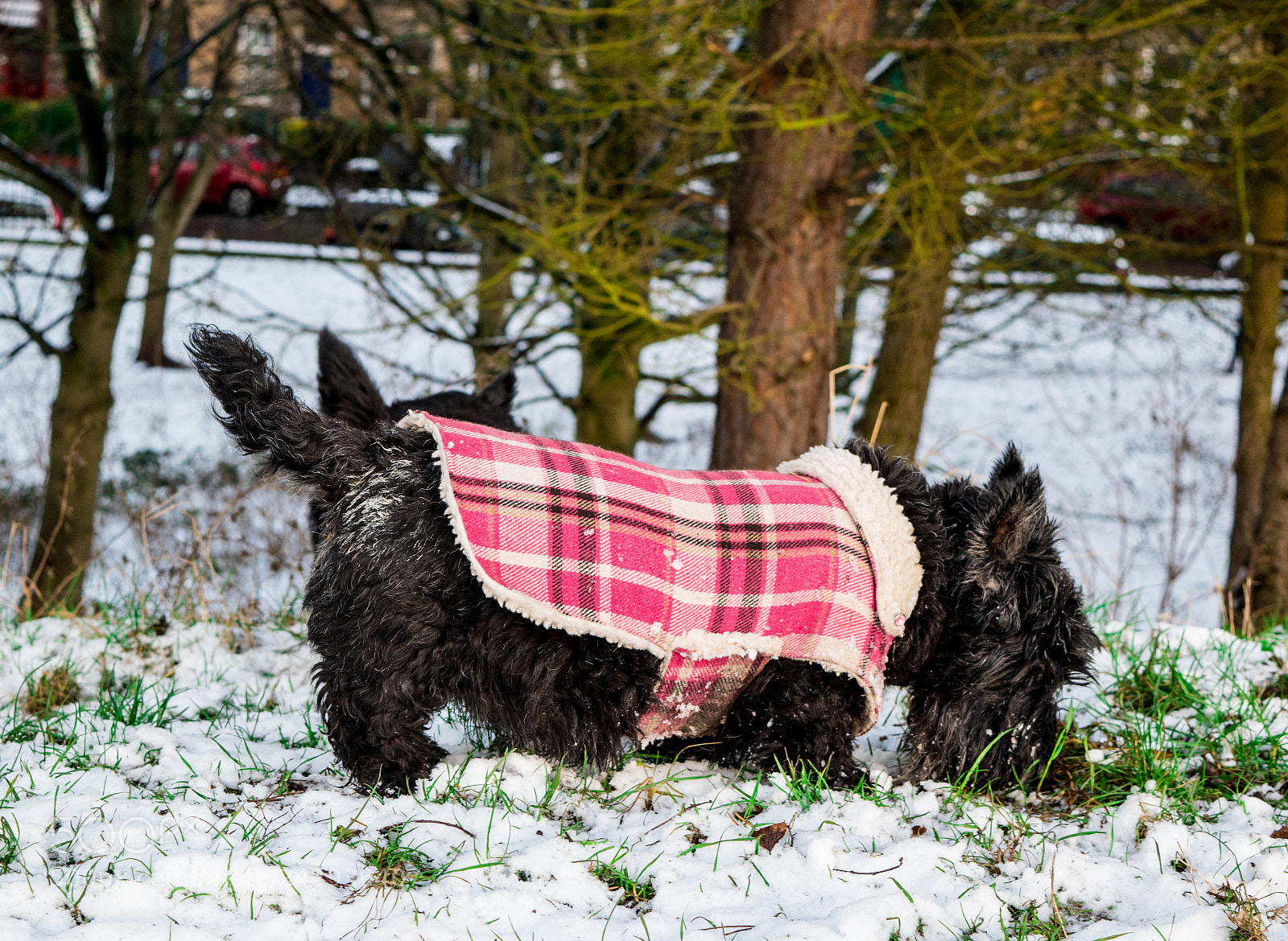 Nikon D5500 sample photo. Scottie dogs photography