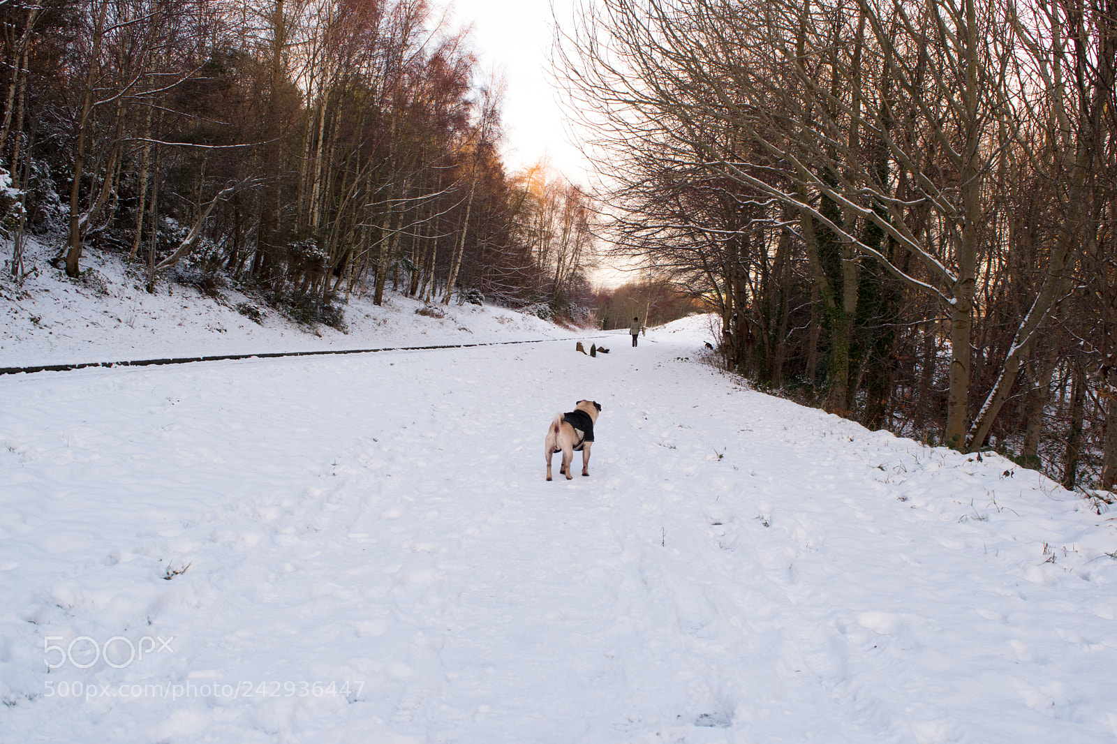 Nikon D5500 sample photo. Pug photography