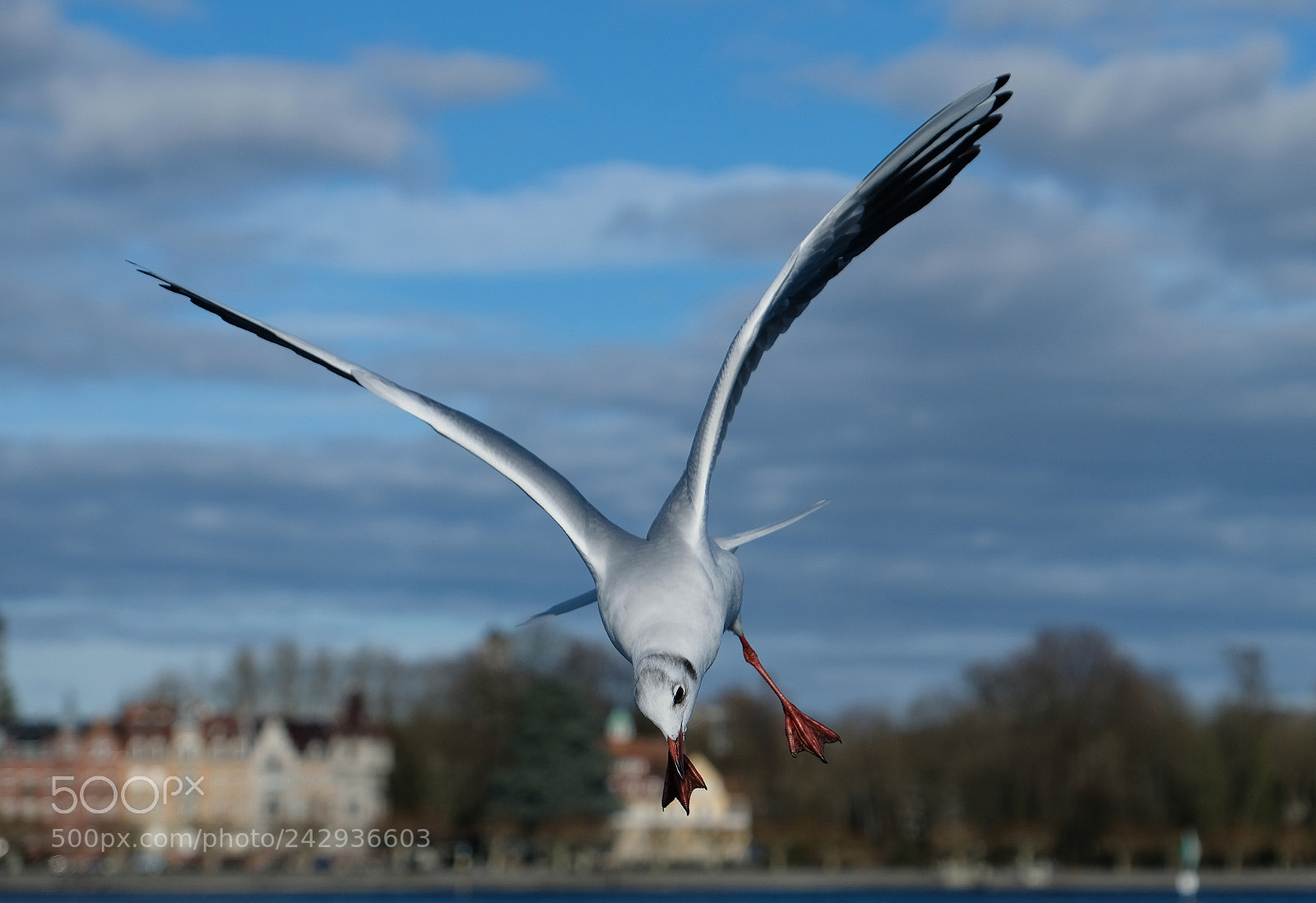 Fujifilm X-T2 sample photo. Gull at approach photography