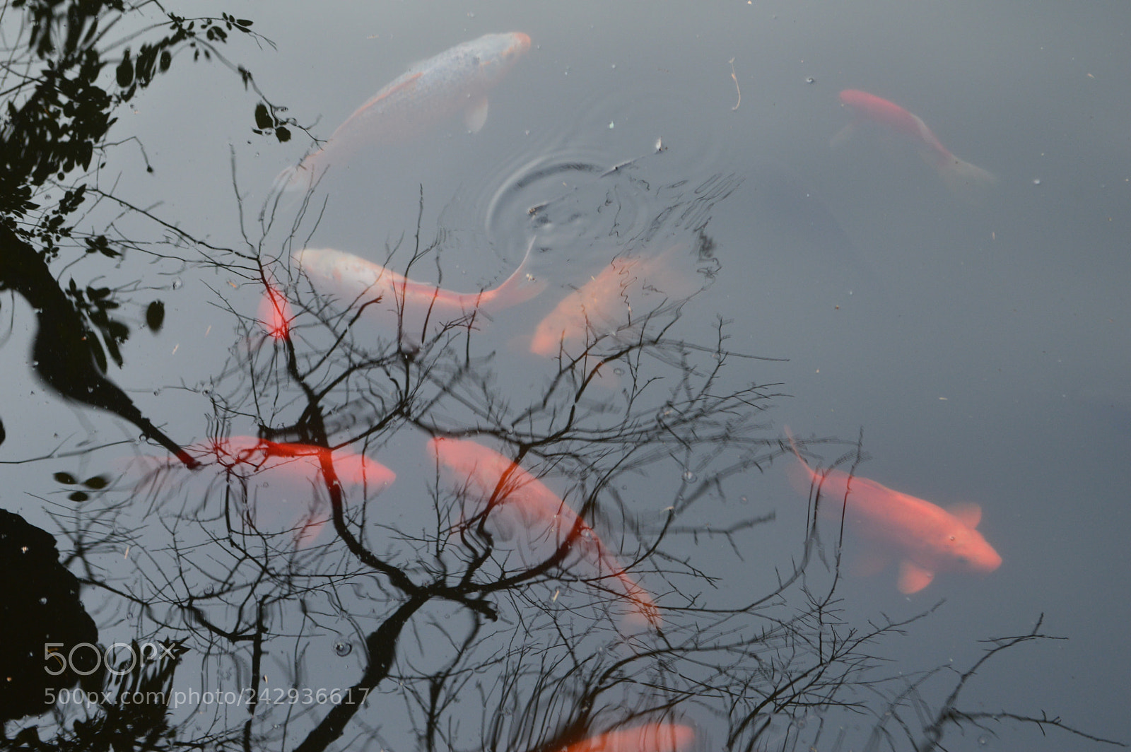 Nikon D3200 sample photo. Smooth evening by the photography