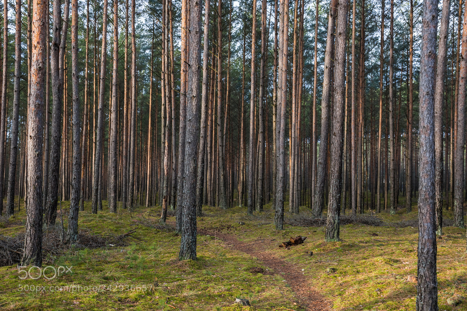 Nikon D7200 sample photo. A simple forest photography