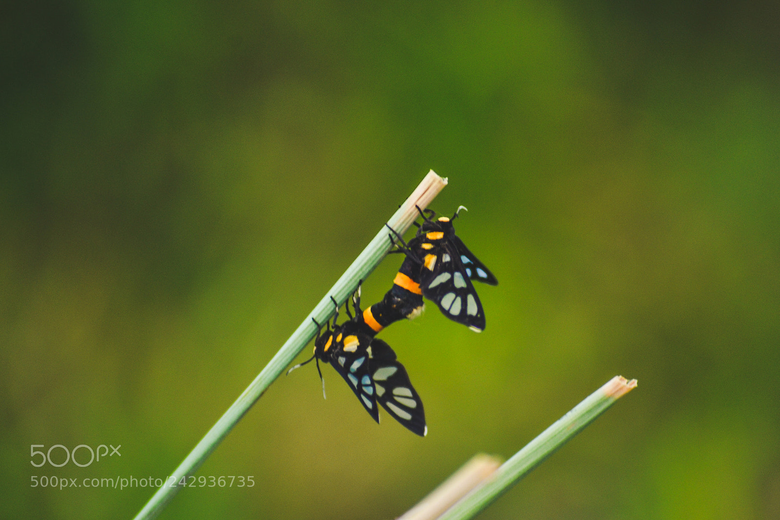 Nikon D3100 sample photo. Pairing photography