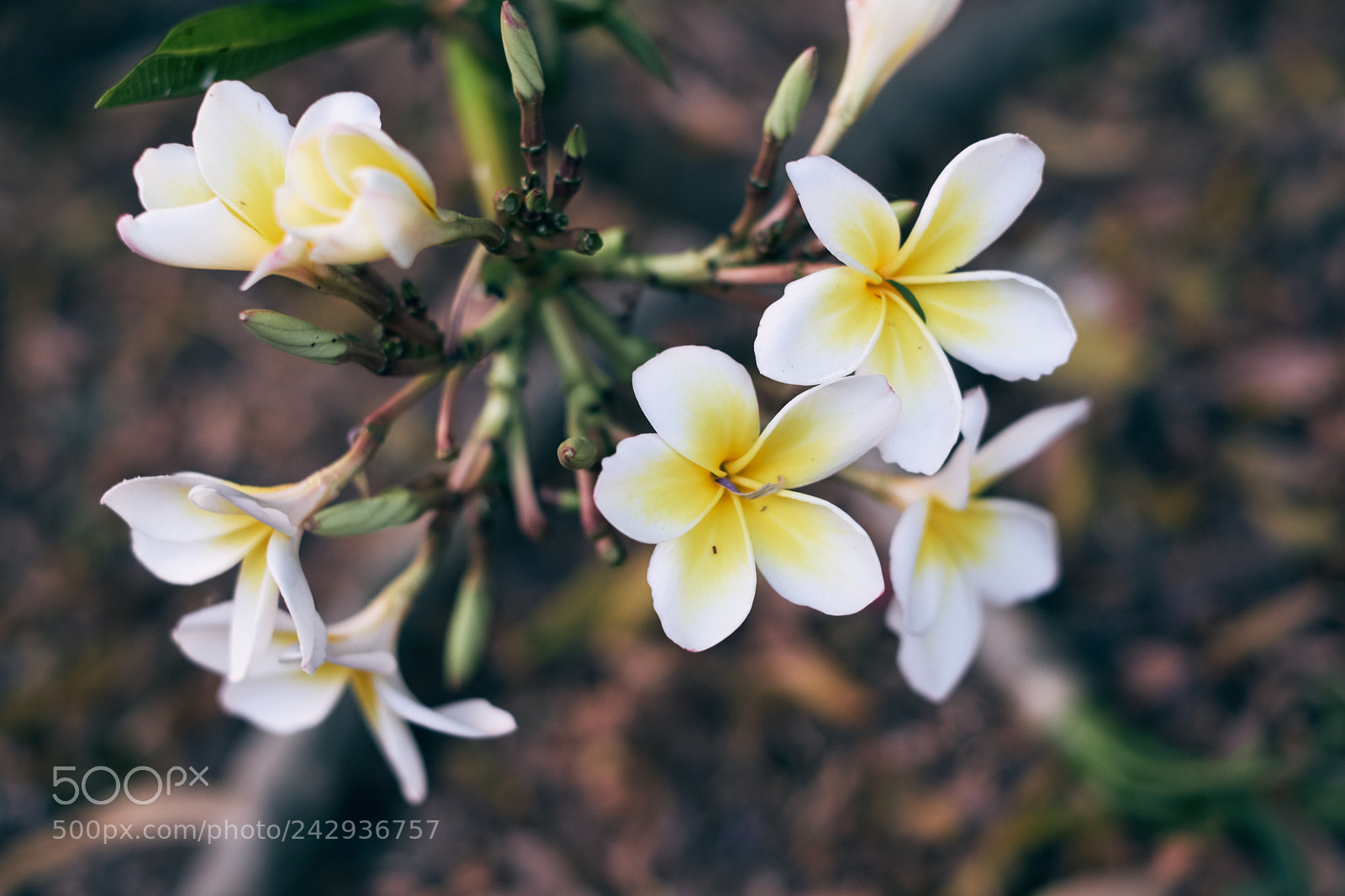Fujifilm X-T20 sample photo. Bloom photography