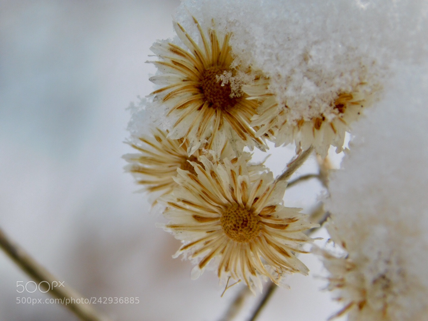 Nikon Coolpix B500 sample photo. Snowy flowers photography