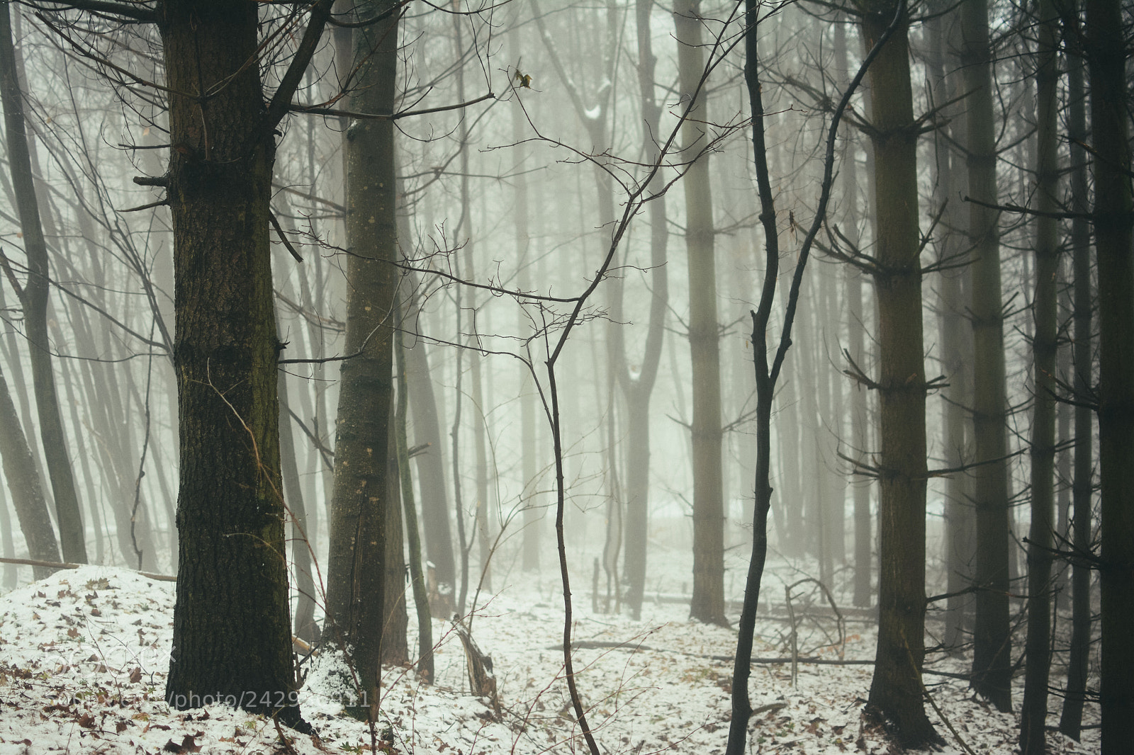 Nikon D7100 sample photo. Winter forest photography