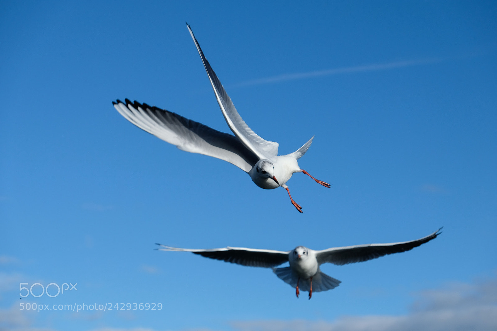 Fujifilm X-T2 sample photo. Gull in a curve photography