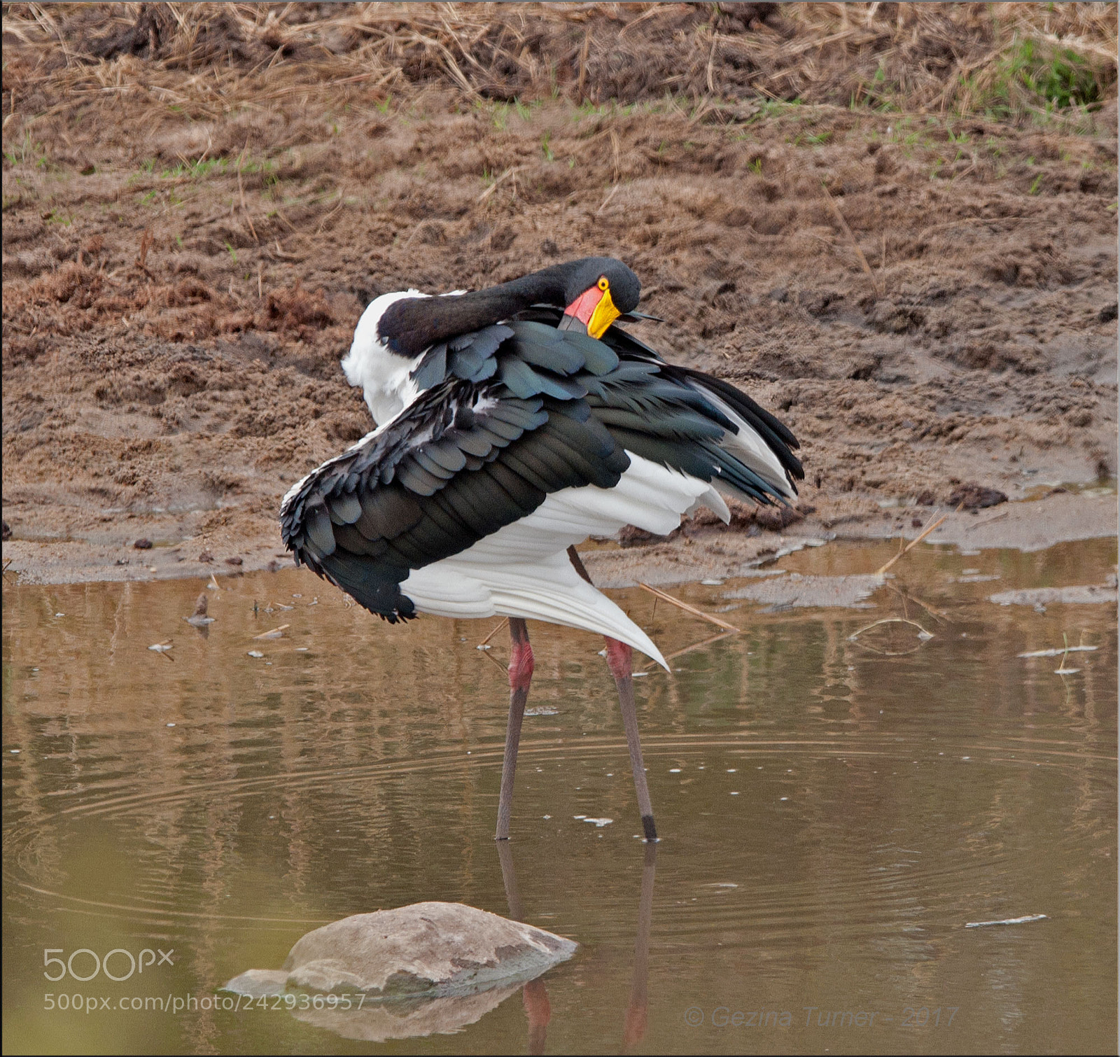 Nikon D300 sample photo. Preening photography