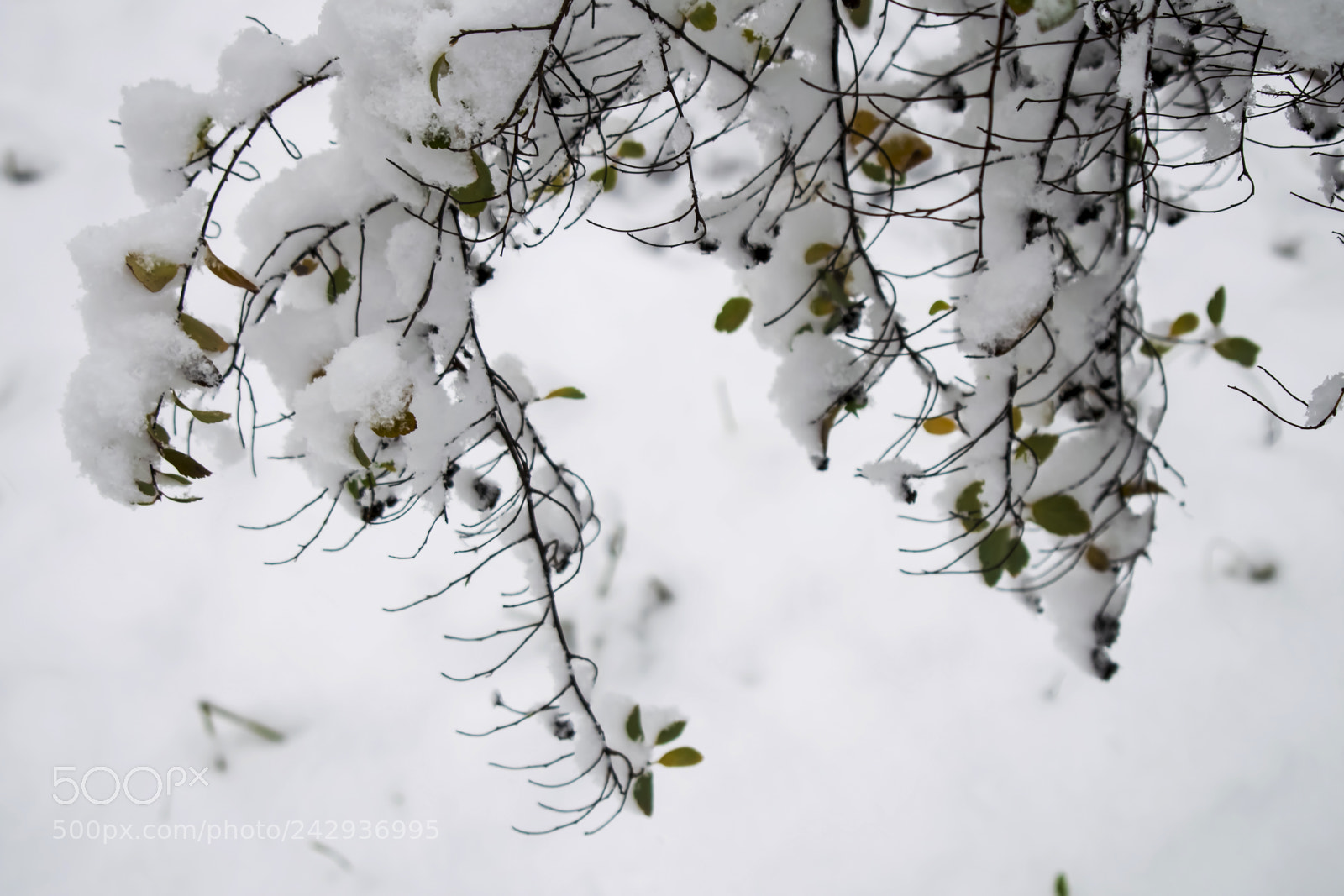Nikon D3300 sample photo. Winter snow branches on photography