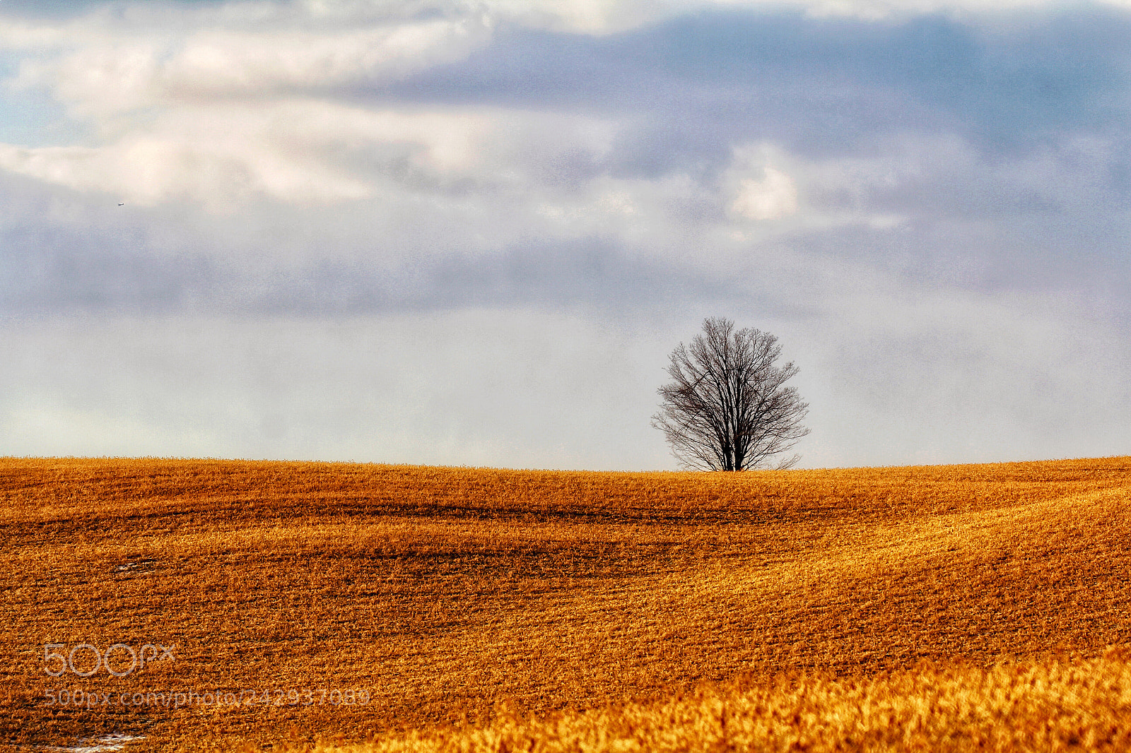 Canon EOS 60D sample photo. A lonely tree photography