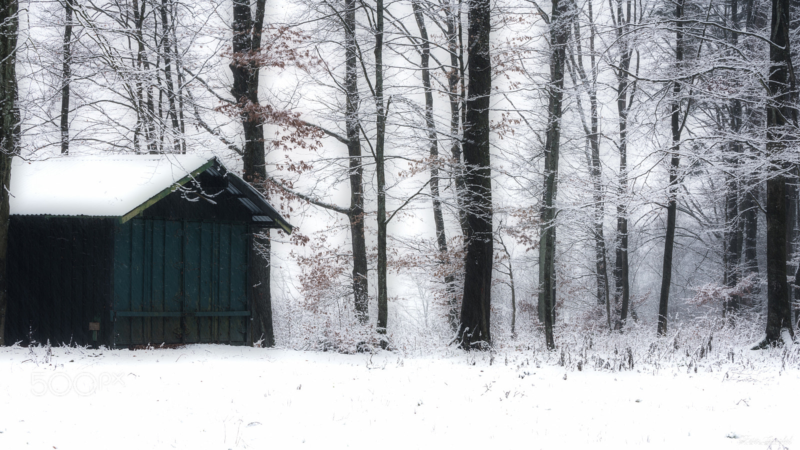 Sony a7R III sample photo. Walk in the snow_2 photography